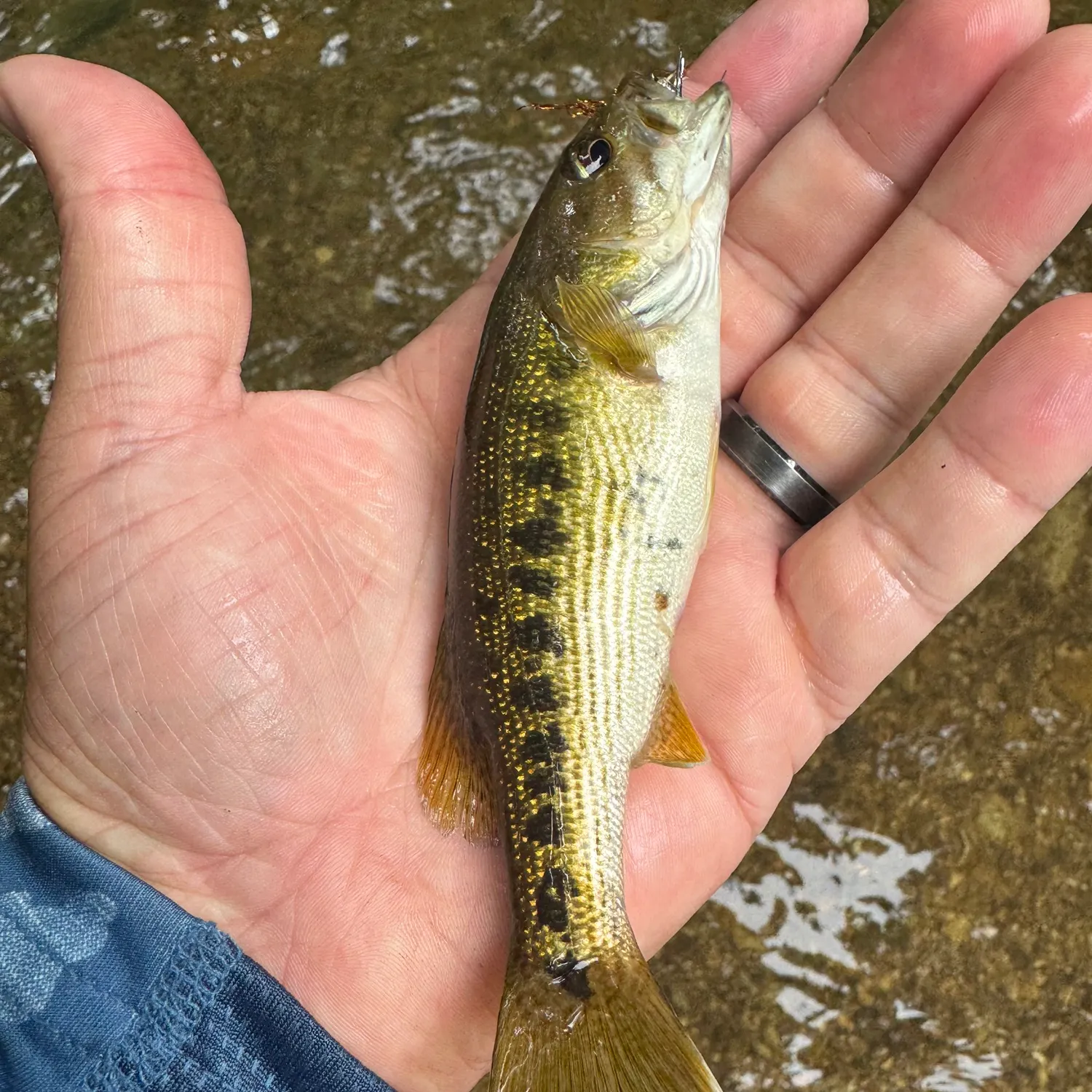 The most recent Warrior bass catches on Fishbrain