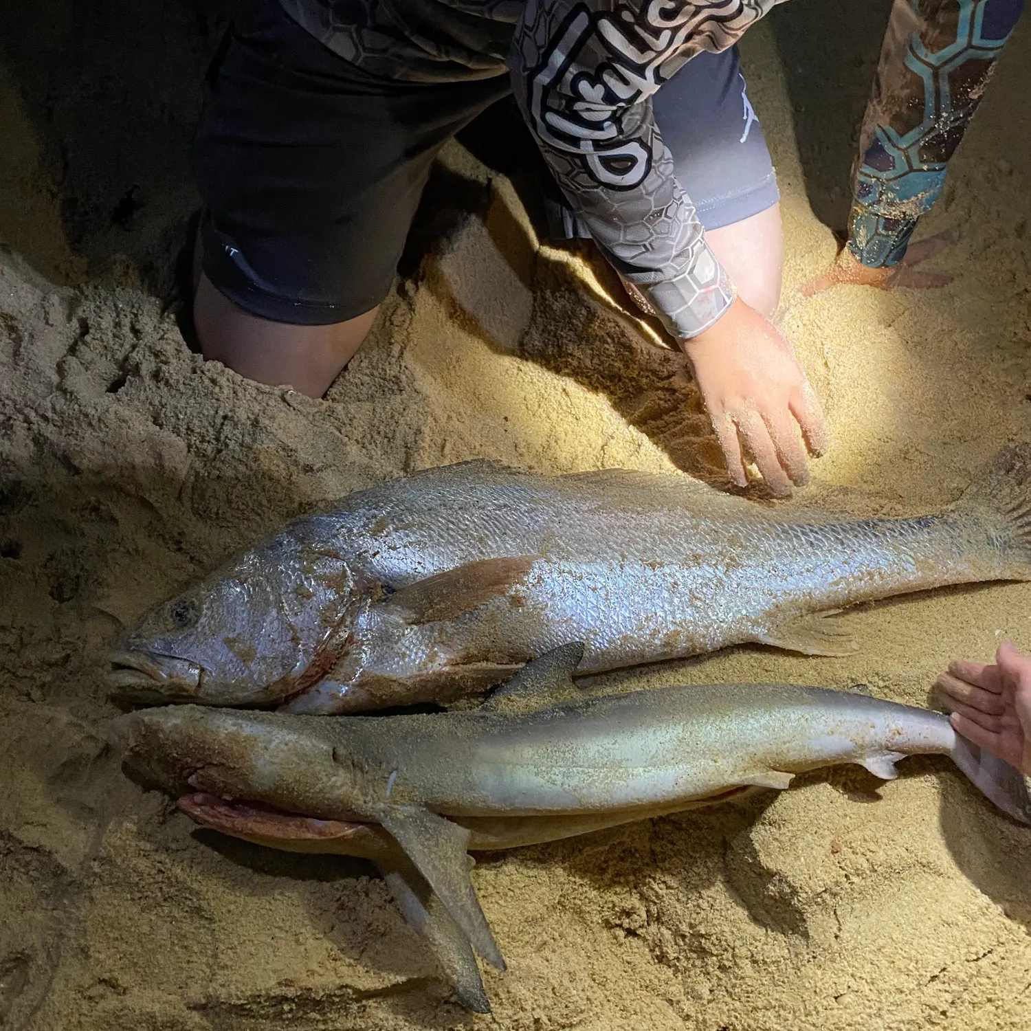 The most recent Copper shark catches on Fishbrain