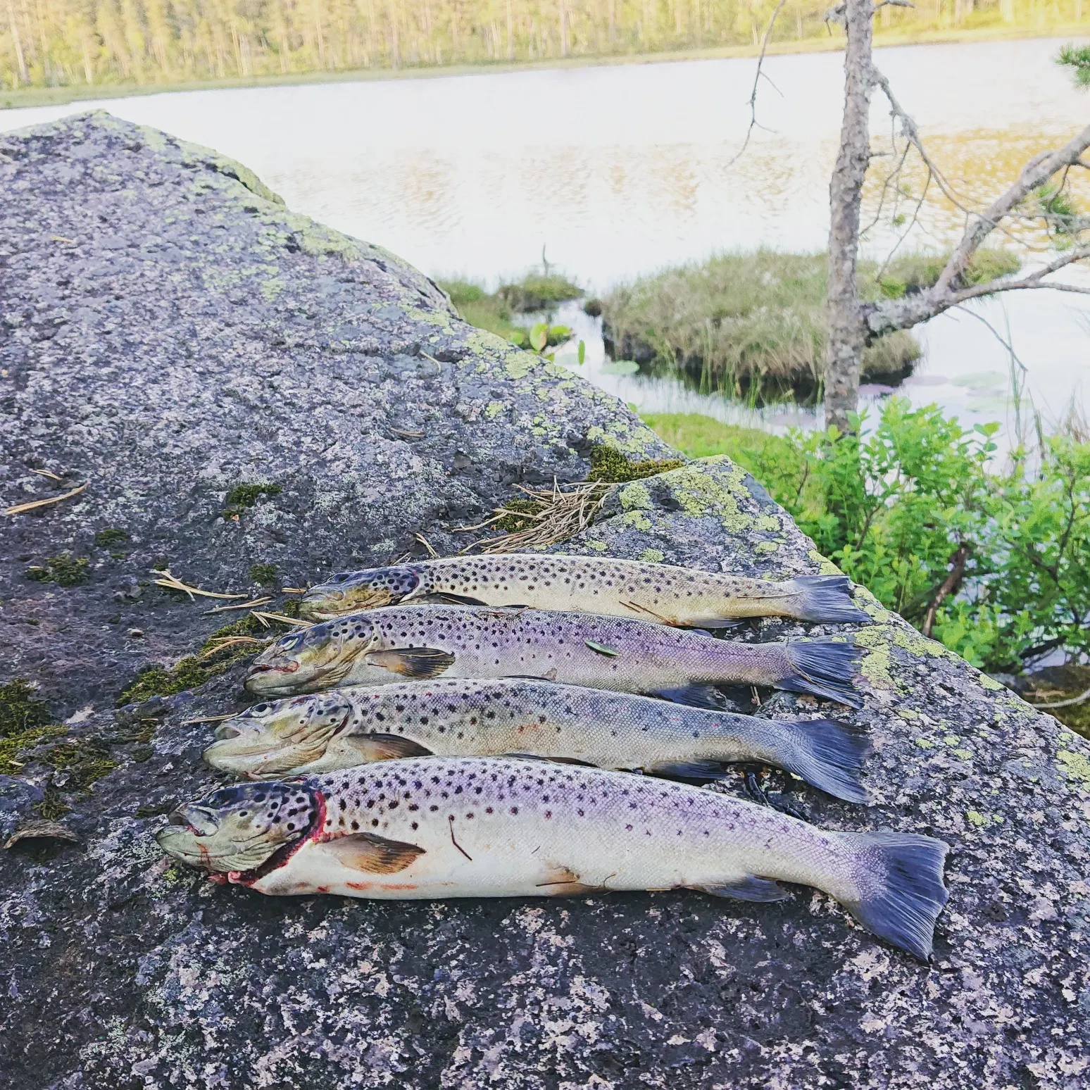 recently logged catches