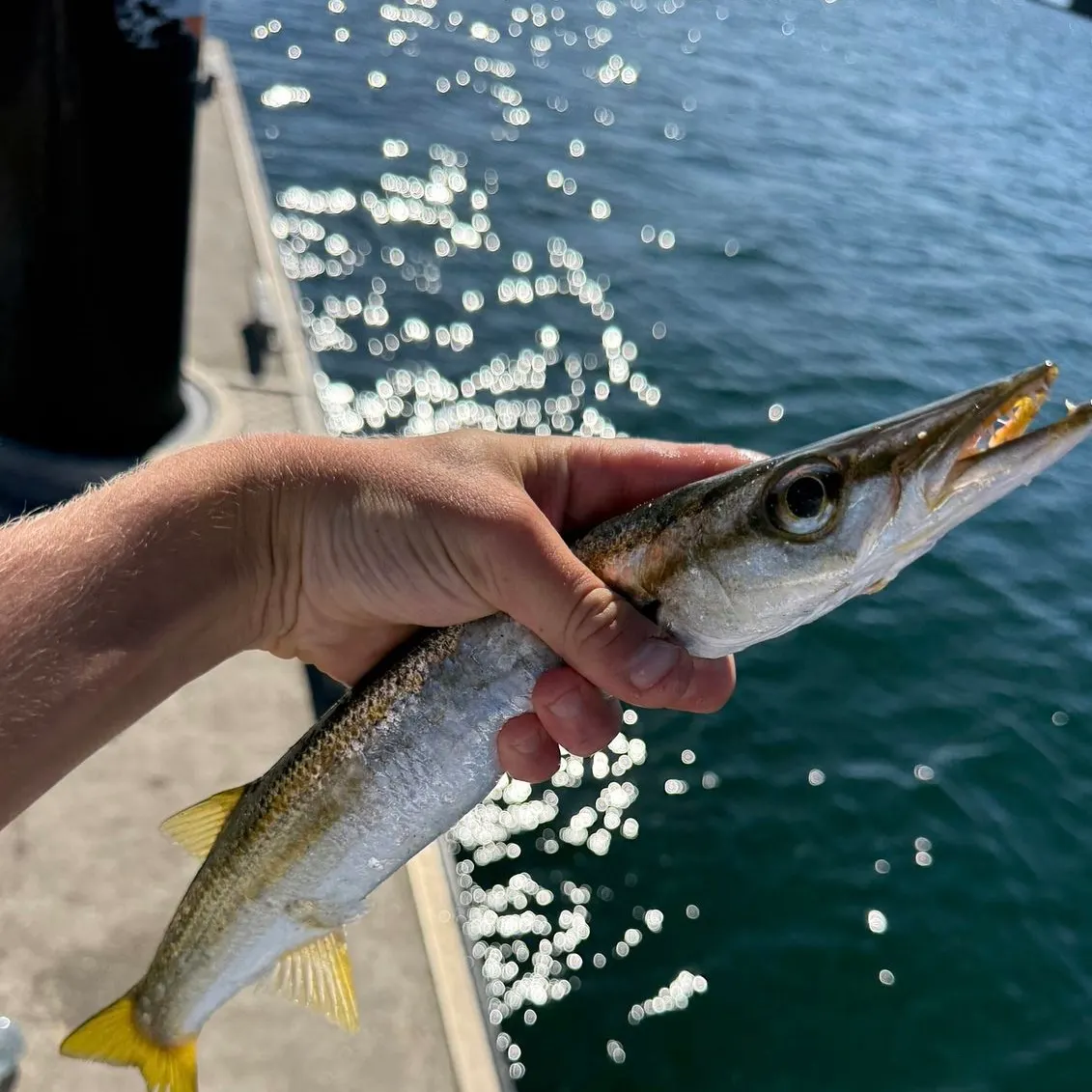 The most recent Australian barracuda catches on Fishbrain