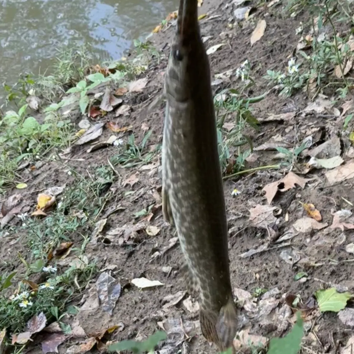 Spotted gar caught on Fishbrain