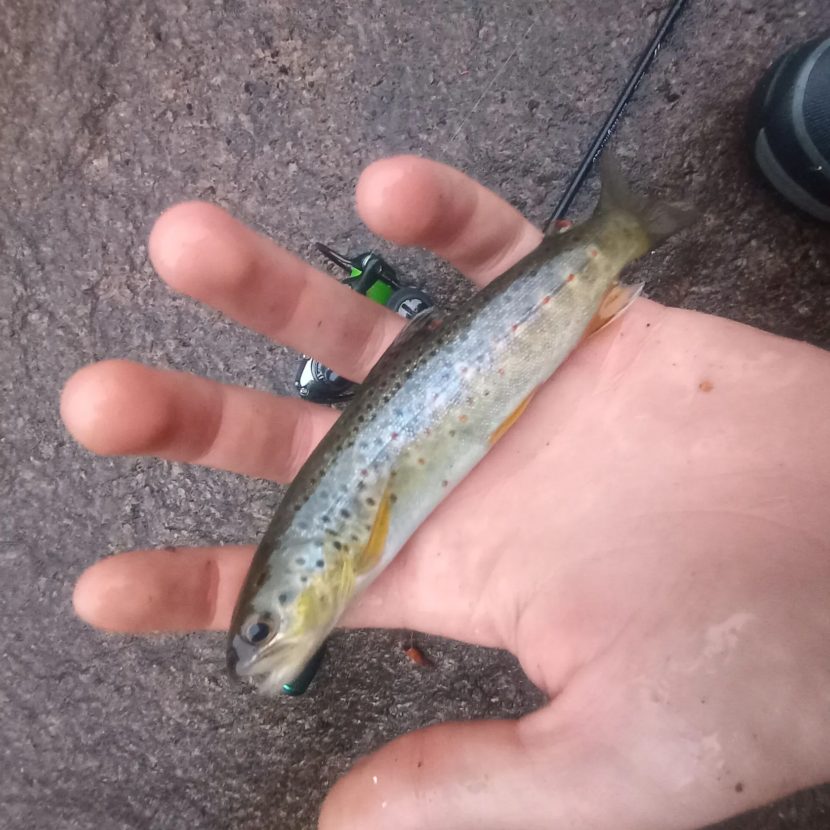 Brown trout caught on Fishbrain