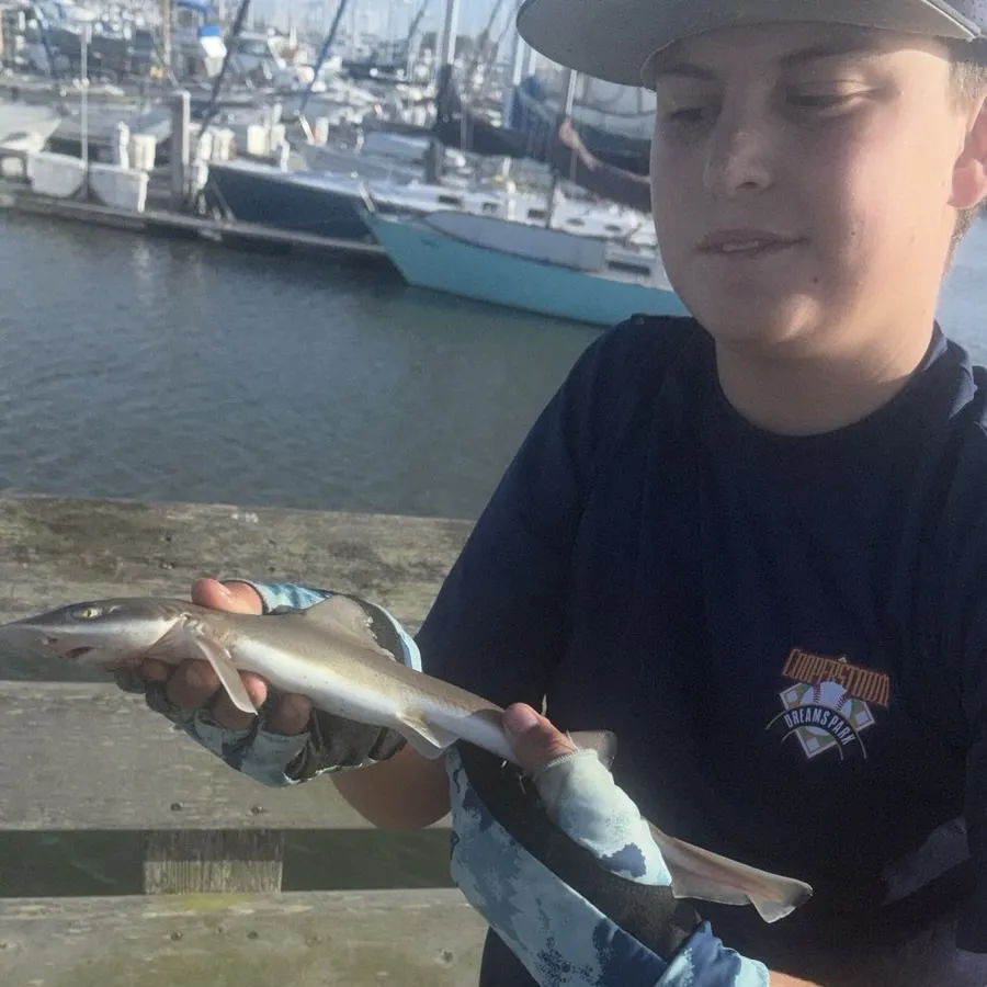 Grey smooth-hound caught on Fishbrain