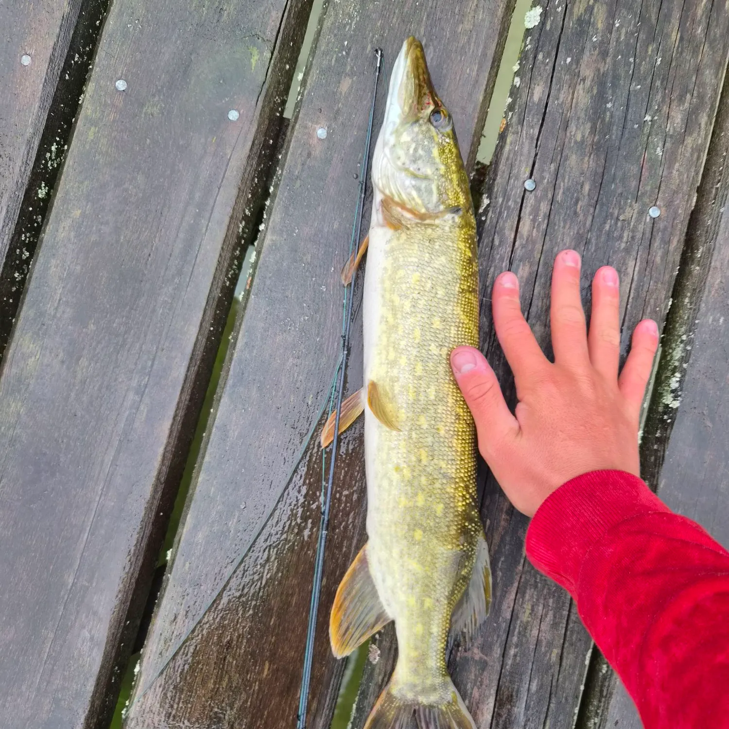 Northern pike caught on Fishbrain