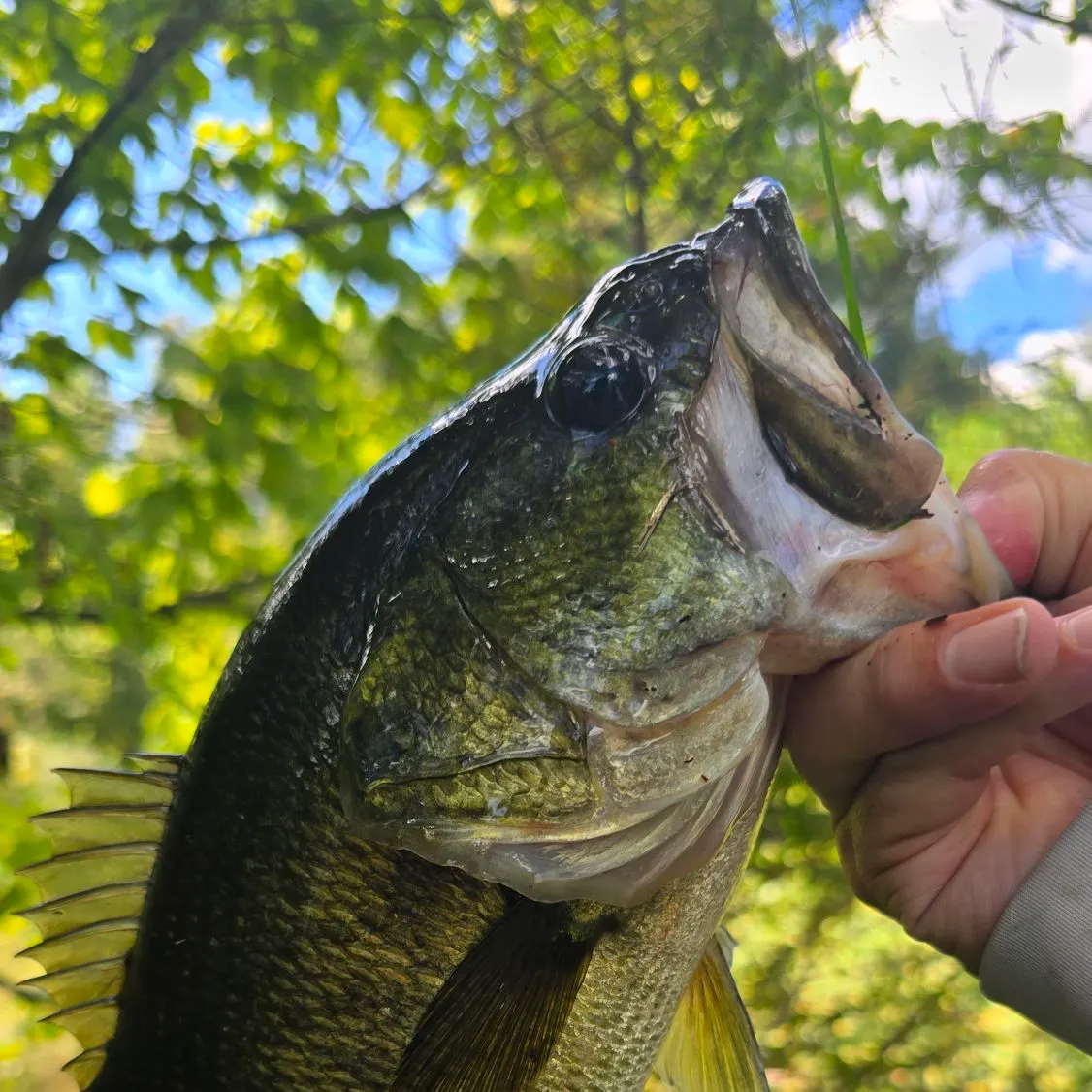 Largemouth bass caught on Fishbrain