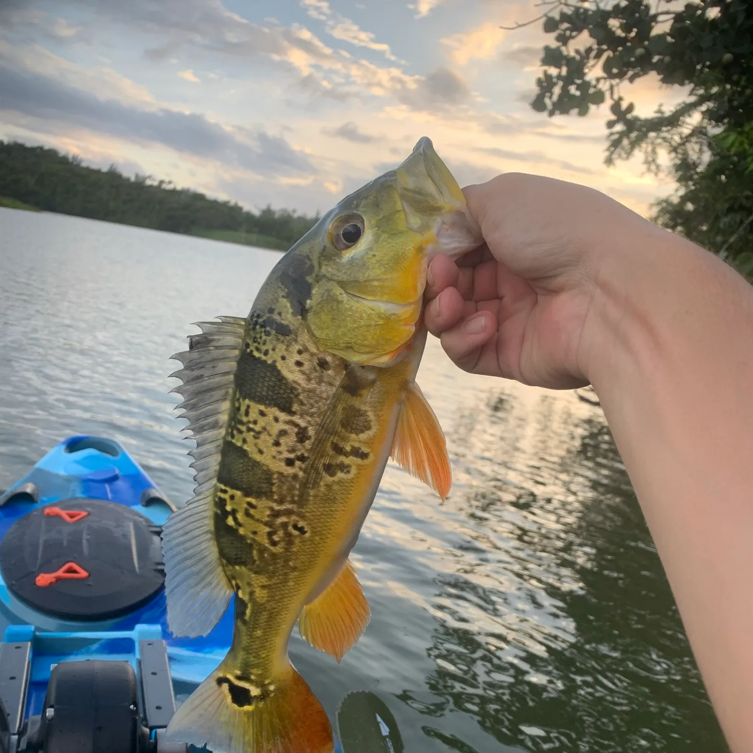 angler catch