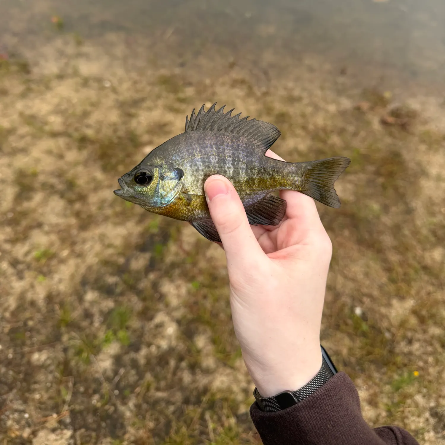 Bluegill caught on Fishbrain