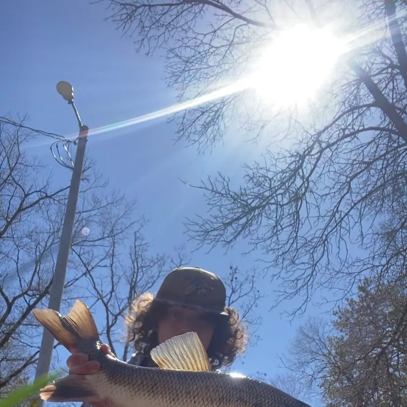 The most recent White sucker catches on Fishbrain