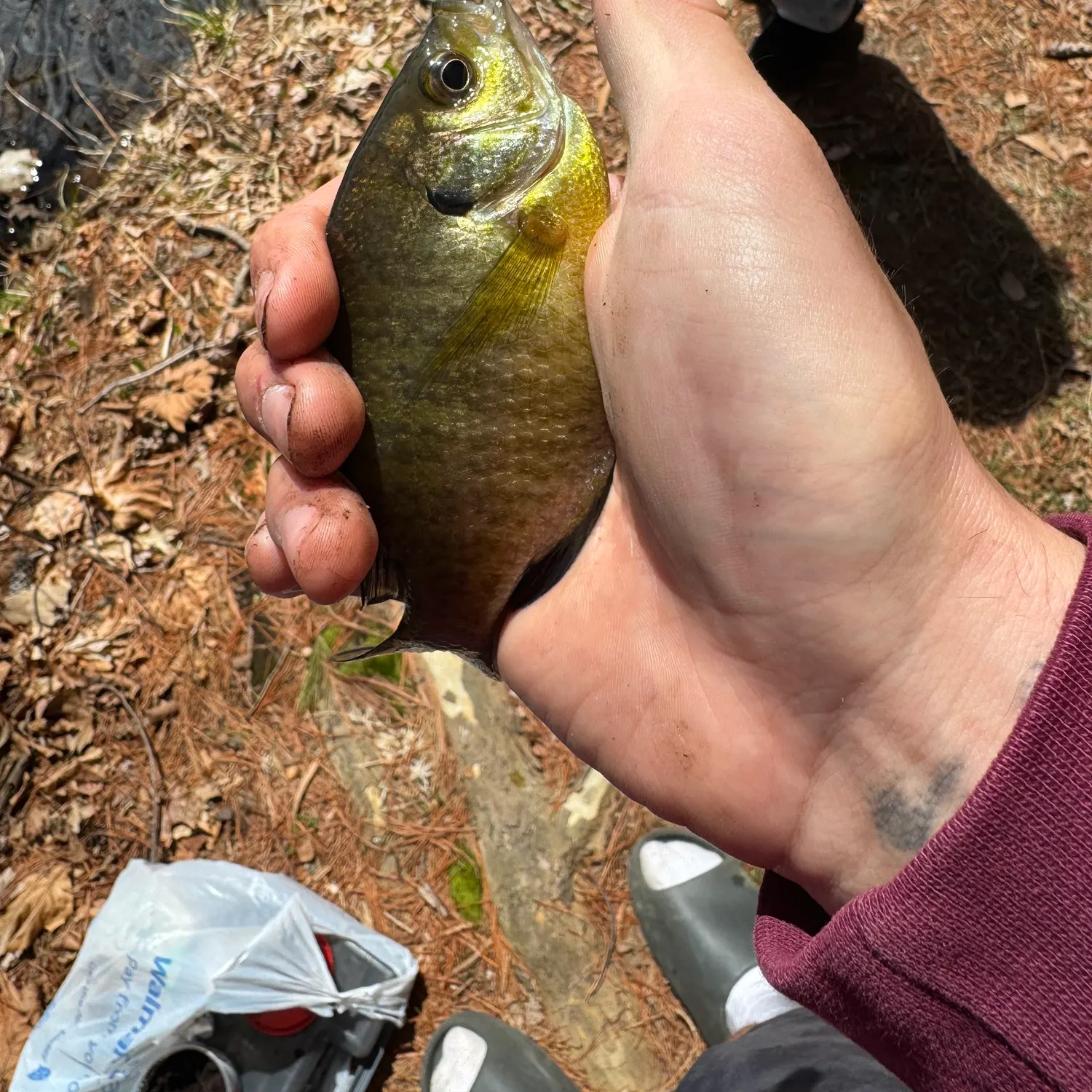 recently logged catches