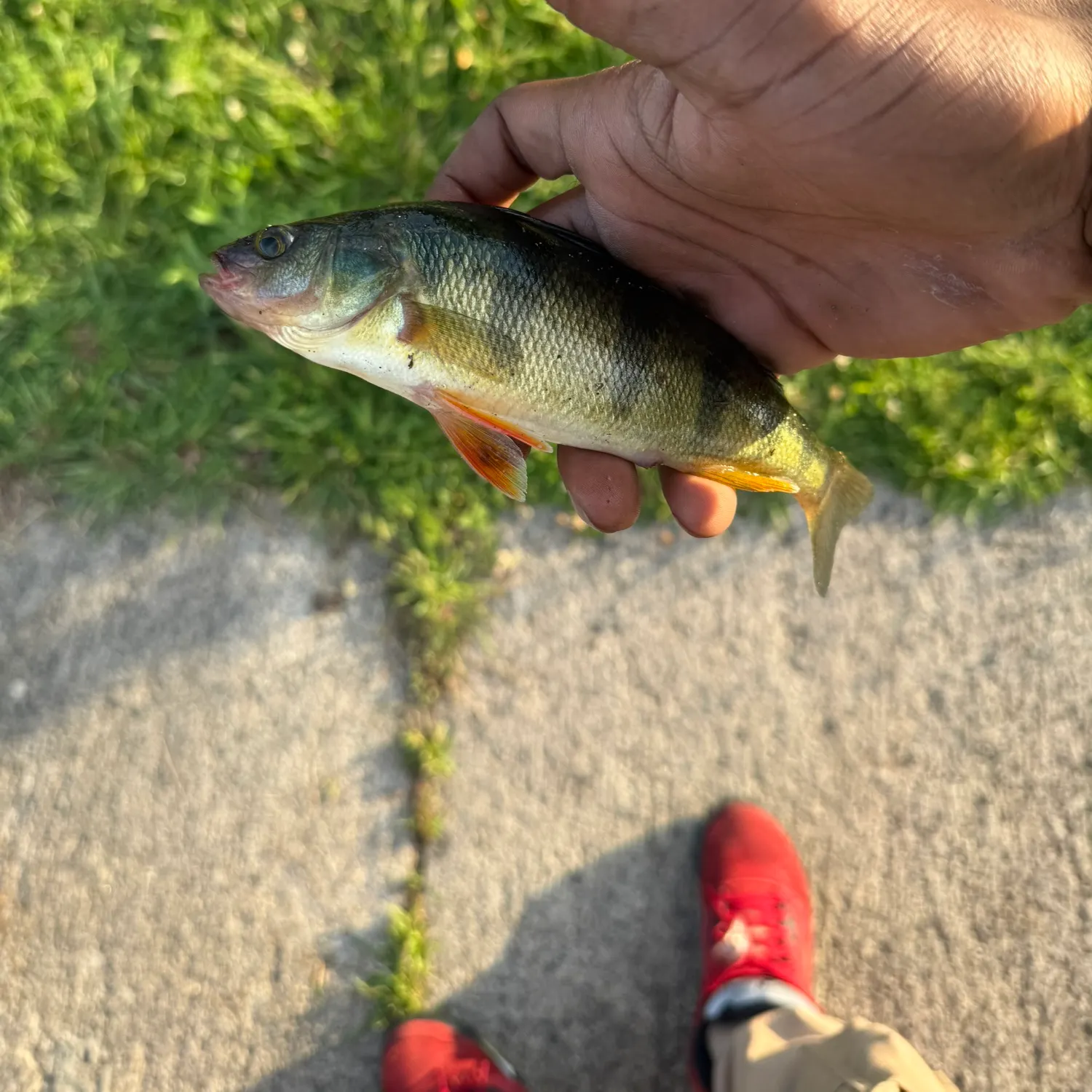 catch