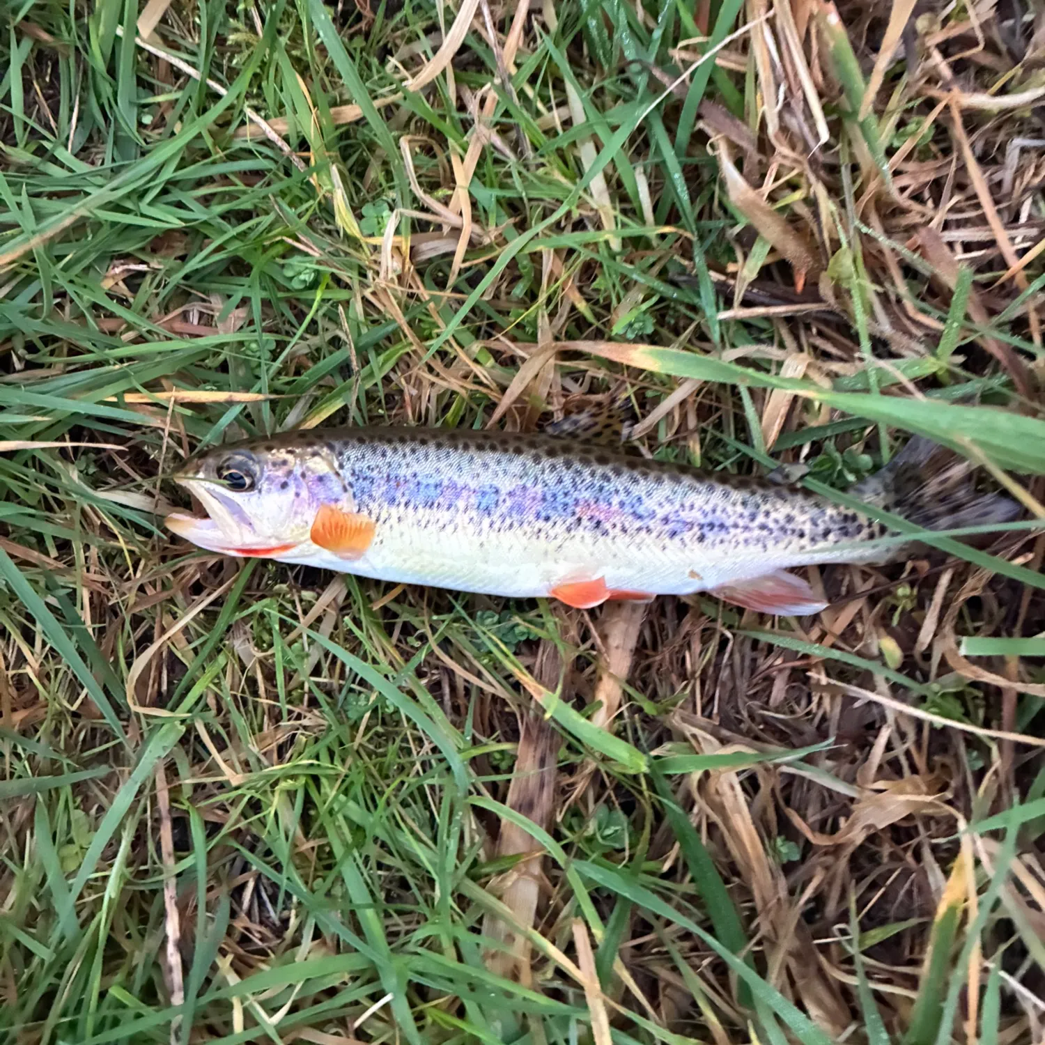 The most recent Cutthroat trout catches on Fishbrain