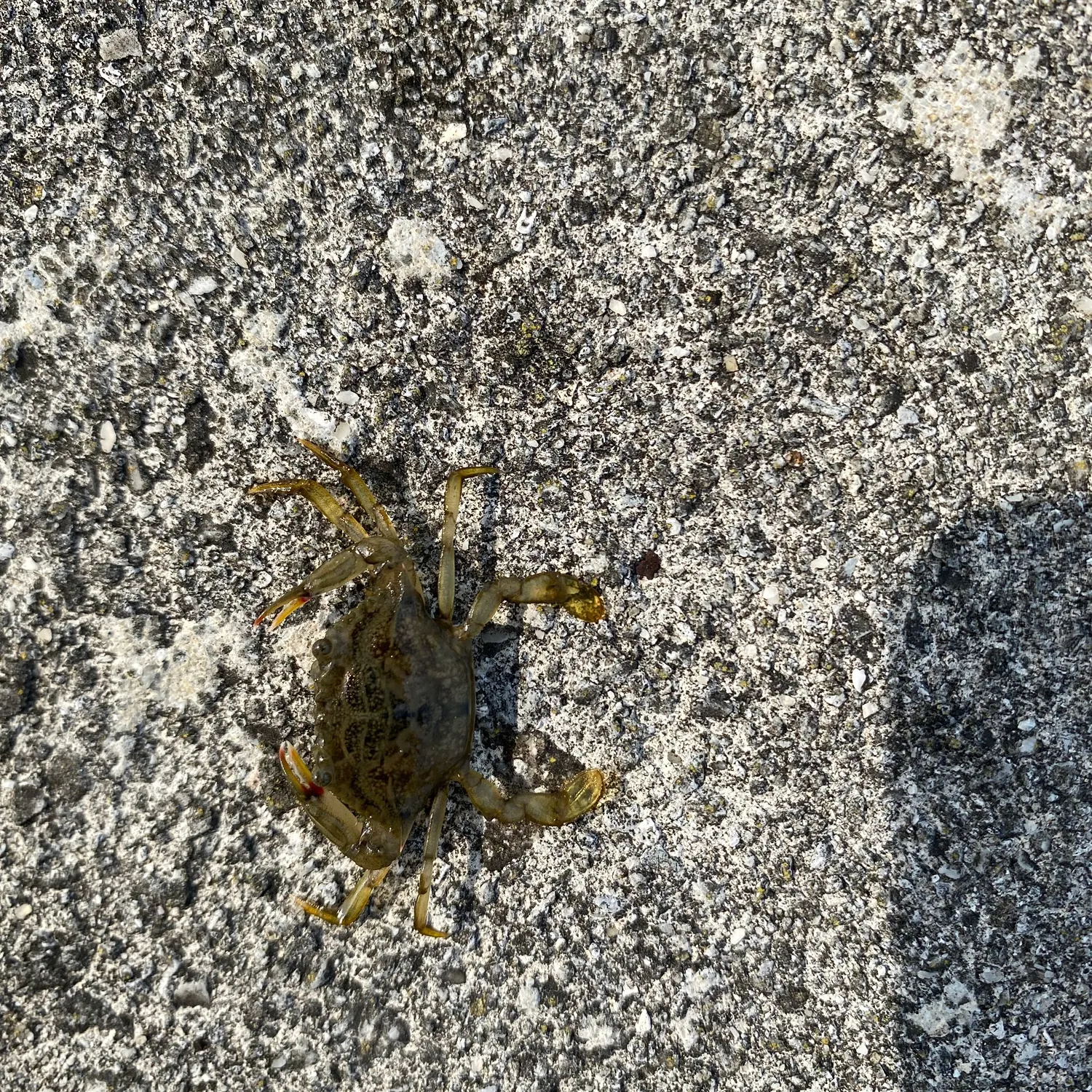 Blue crab caught on Fishbrain