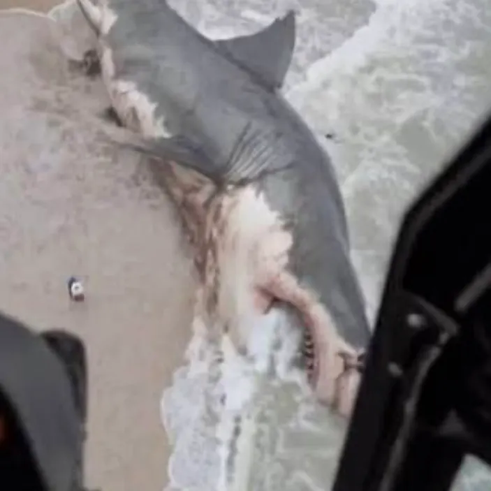 The most recent Oceanic whitetip shark catches on Fishbrain