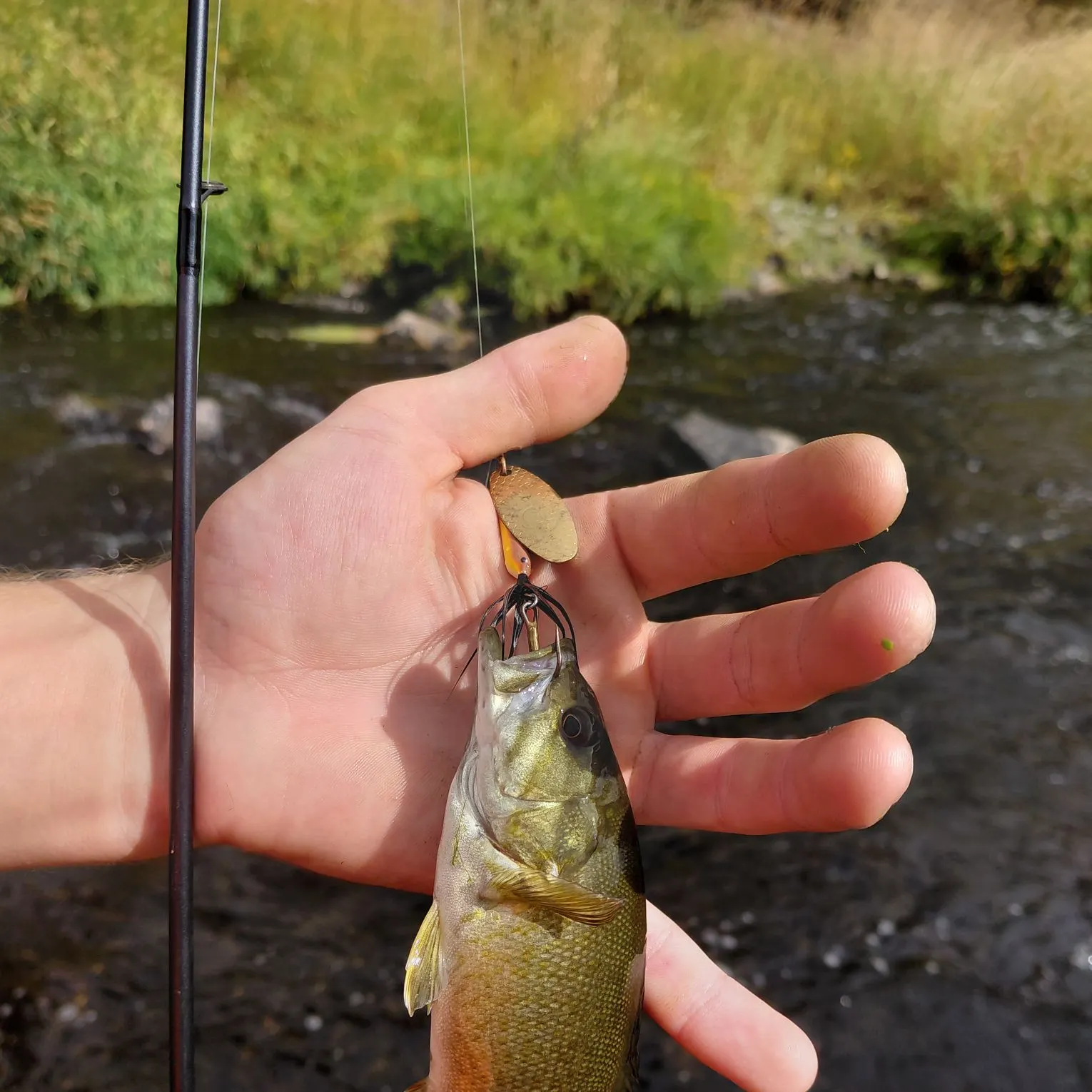 Smallmouth bass caught on Fishbrain