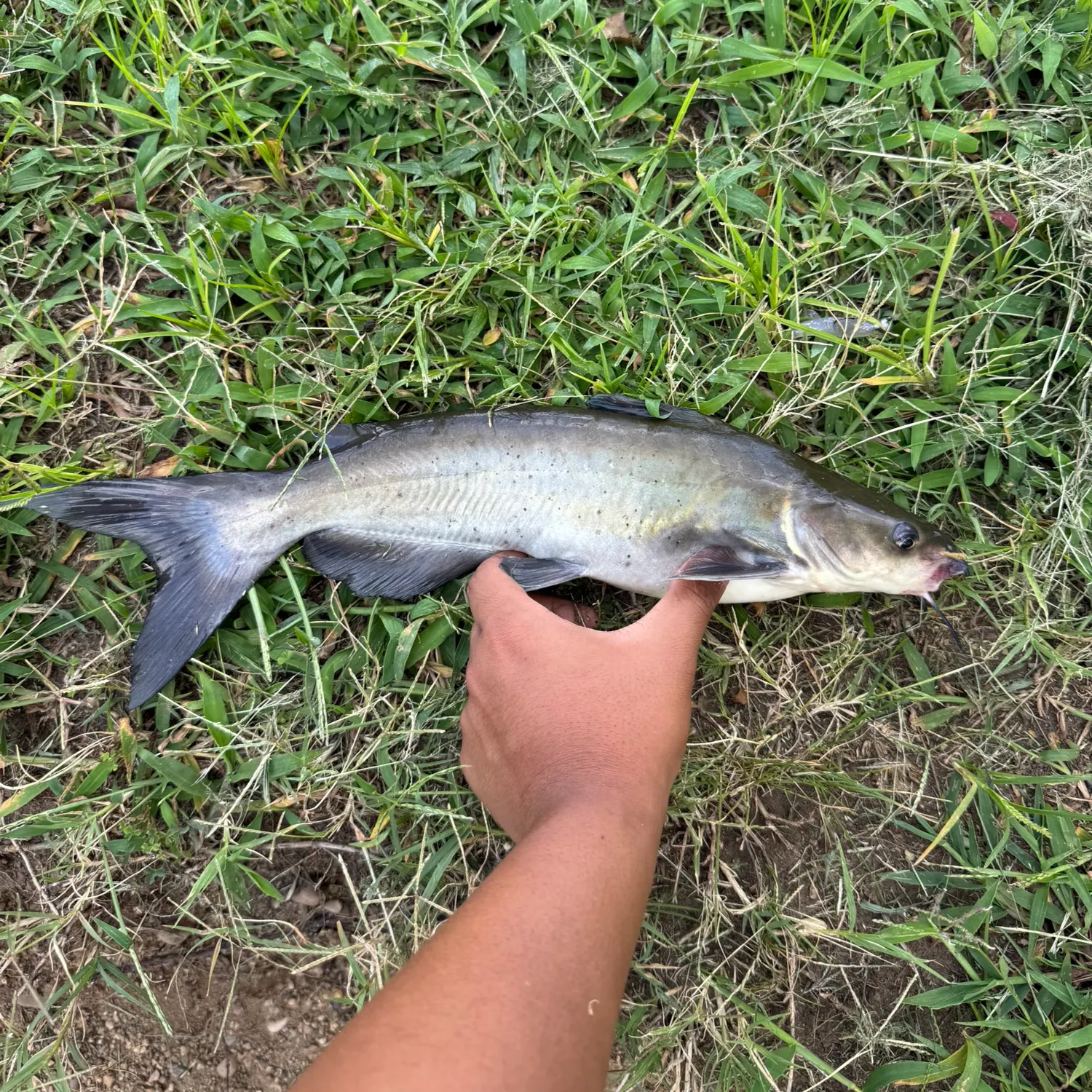 Channel catfish caught on Fishbrain