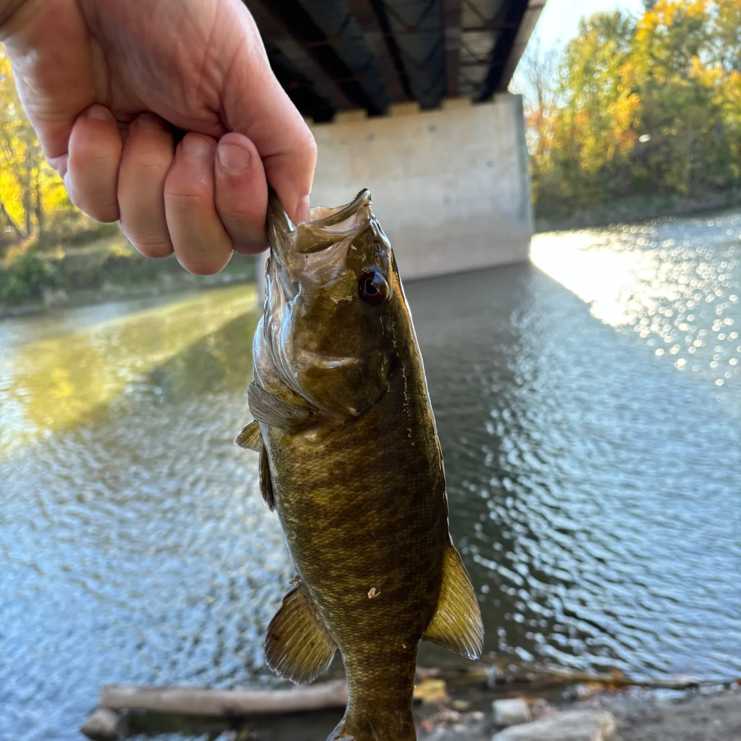 Smallmouth bass caught on Fishbrain