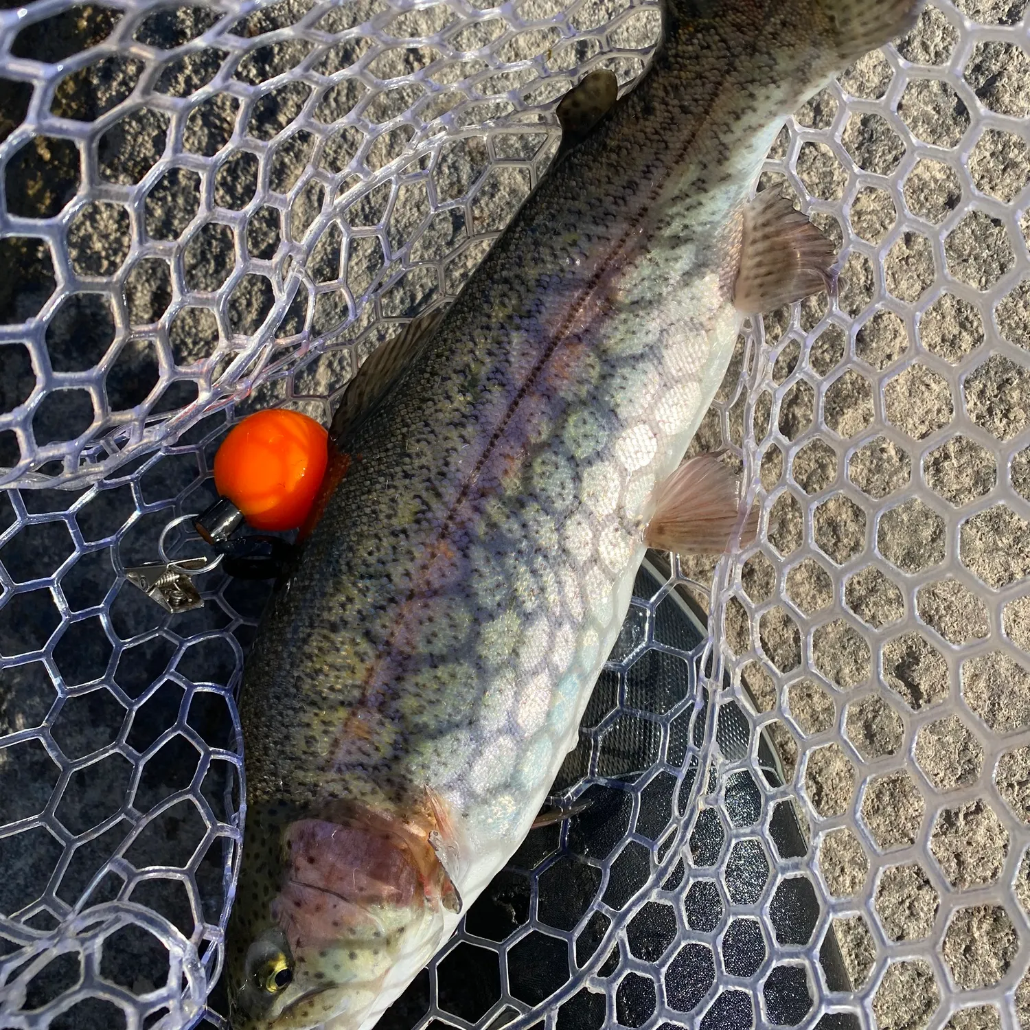 The most recent Rainbow trout catches on Fishbrain