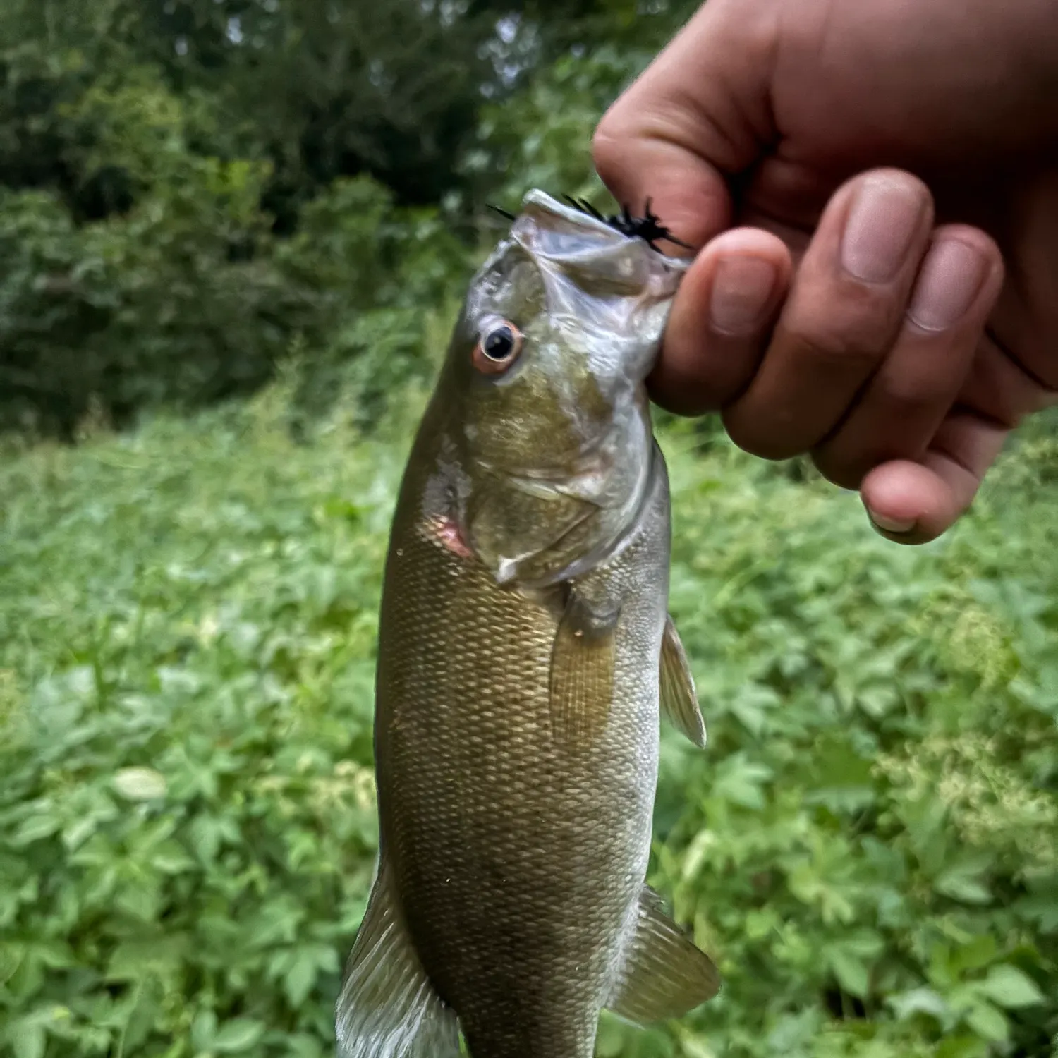 Smallmouth bass caught on Fishbrain