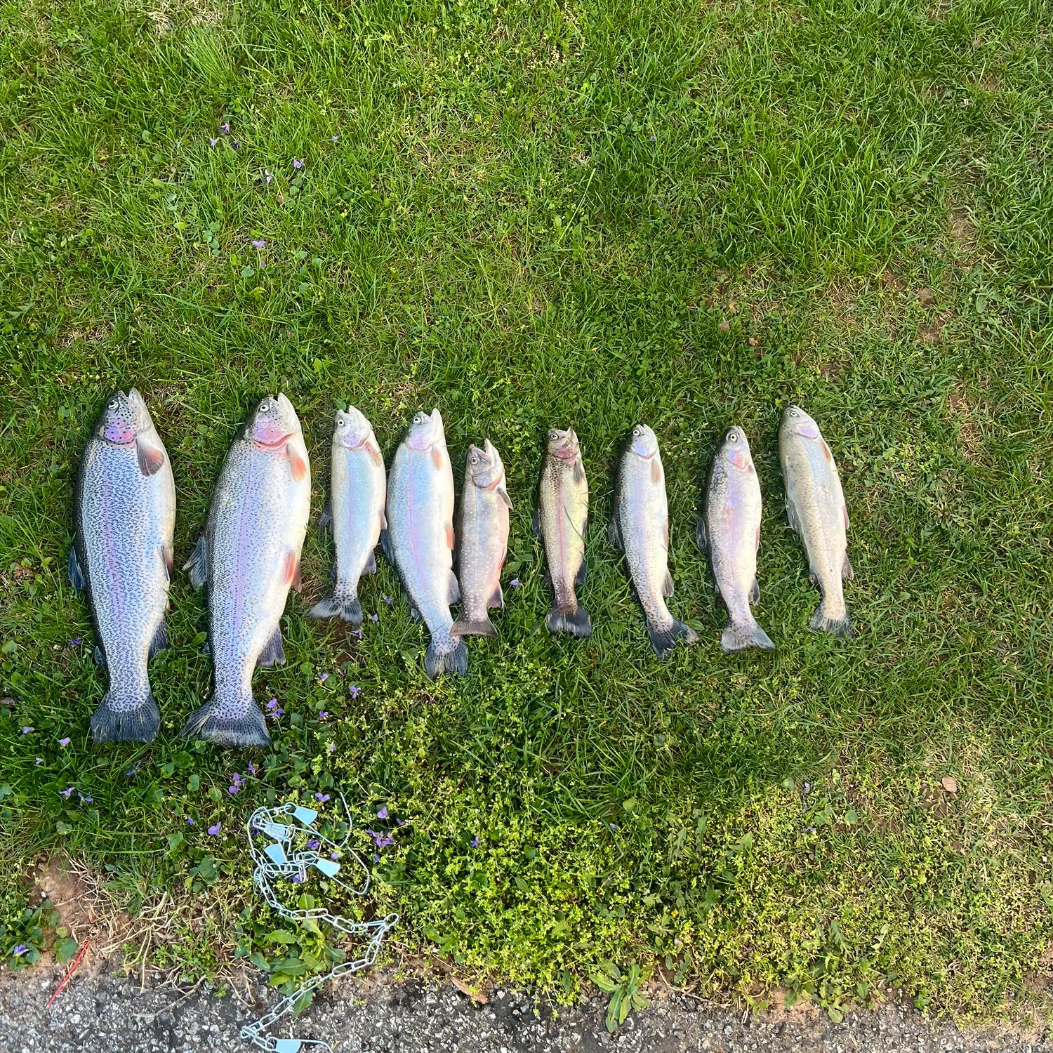 recently logged catches