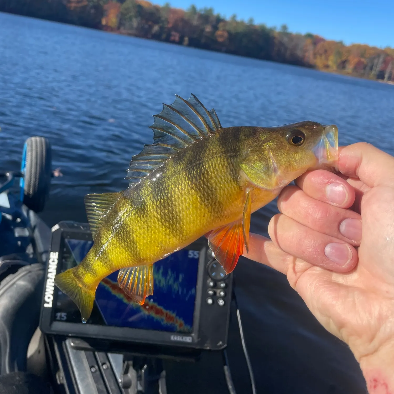 Yellow perch caught on Fishbrain