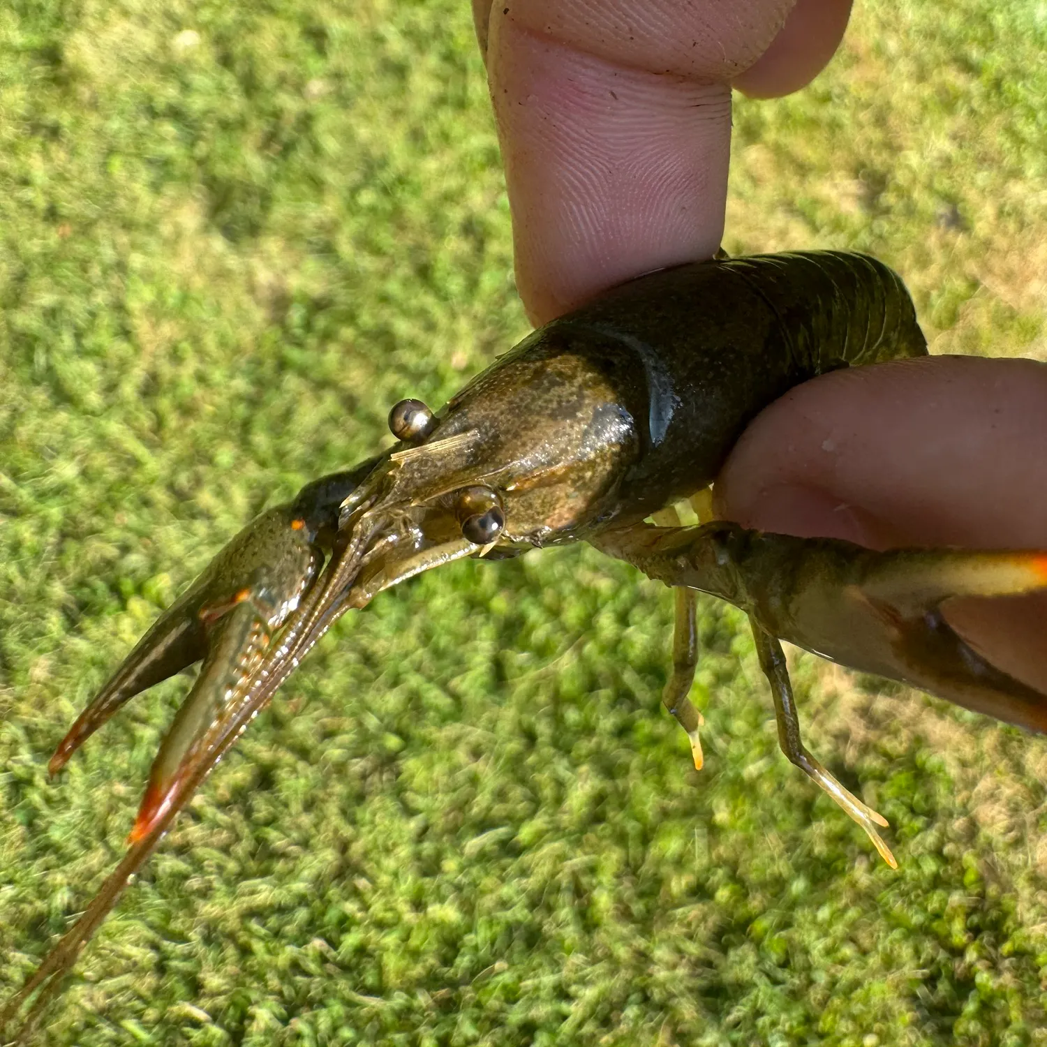 The most recent Virile crayfish catches on Fishbrain