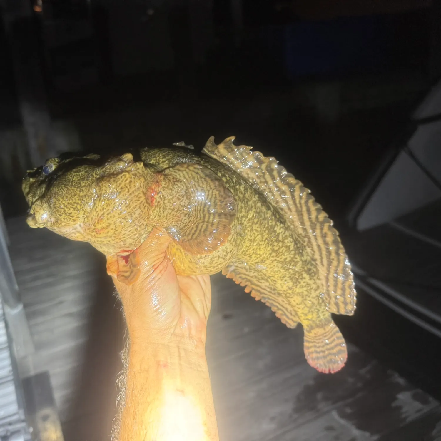 The most recent Oyster toadfish catches on Fishbrain