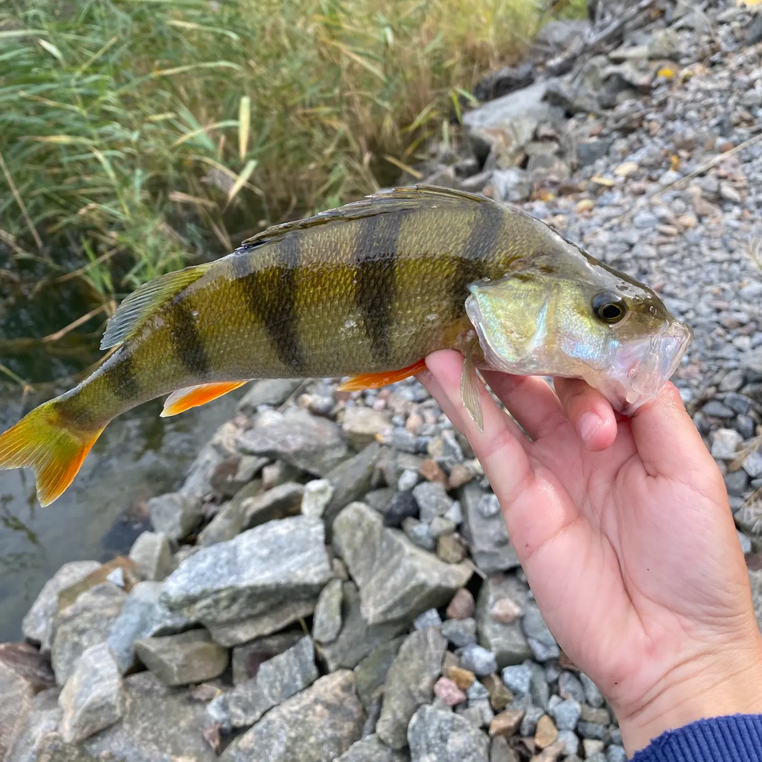 European perch caught on Fishbrain