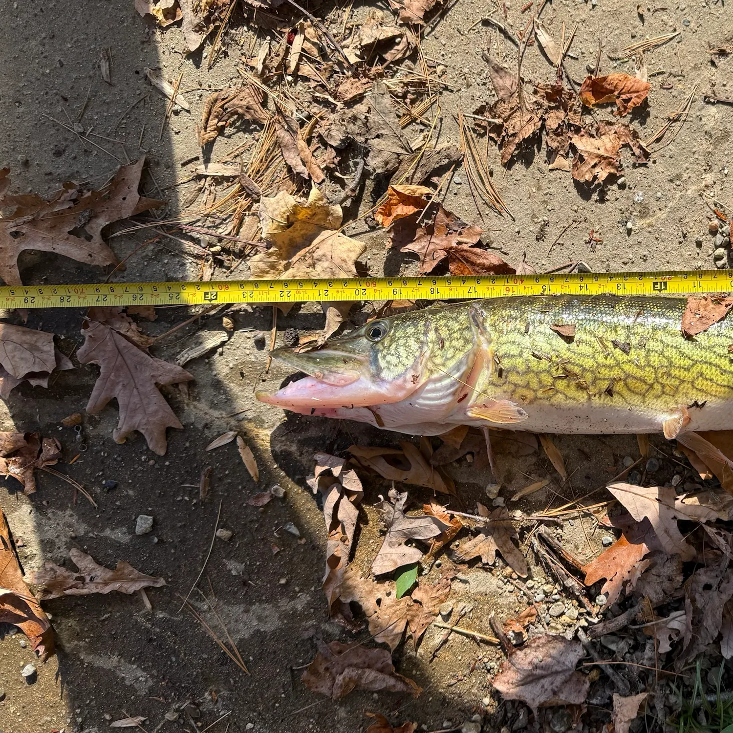 Chain pickerel caught on Fishbrain