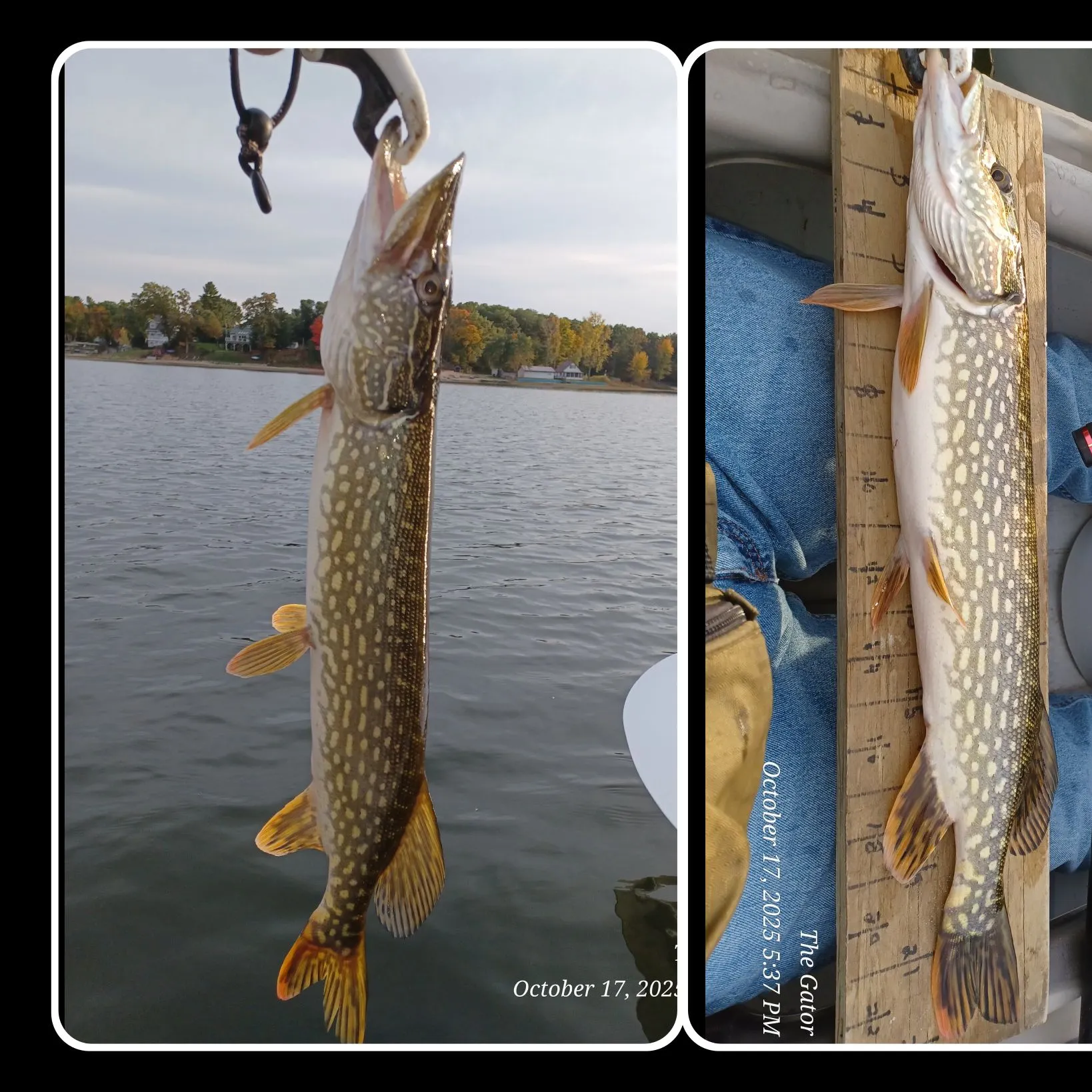 recently logged catches