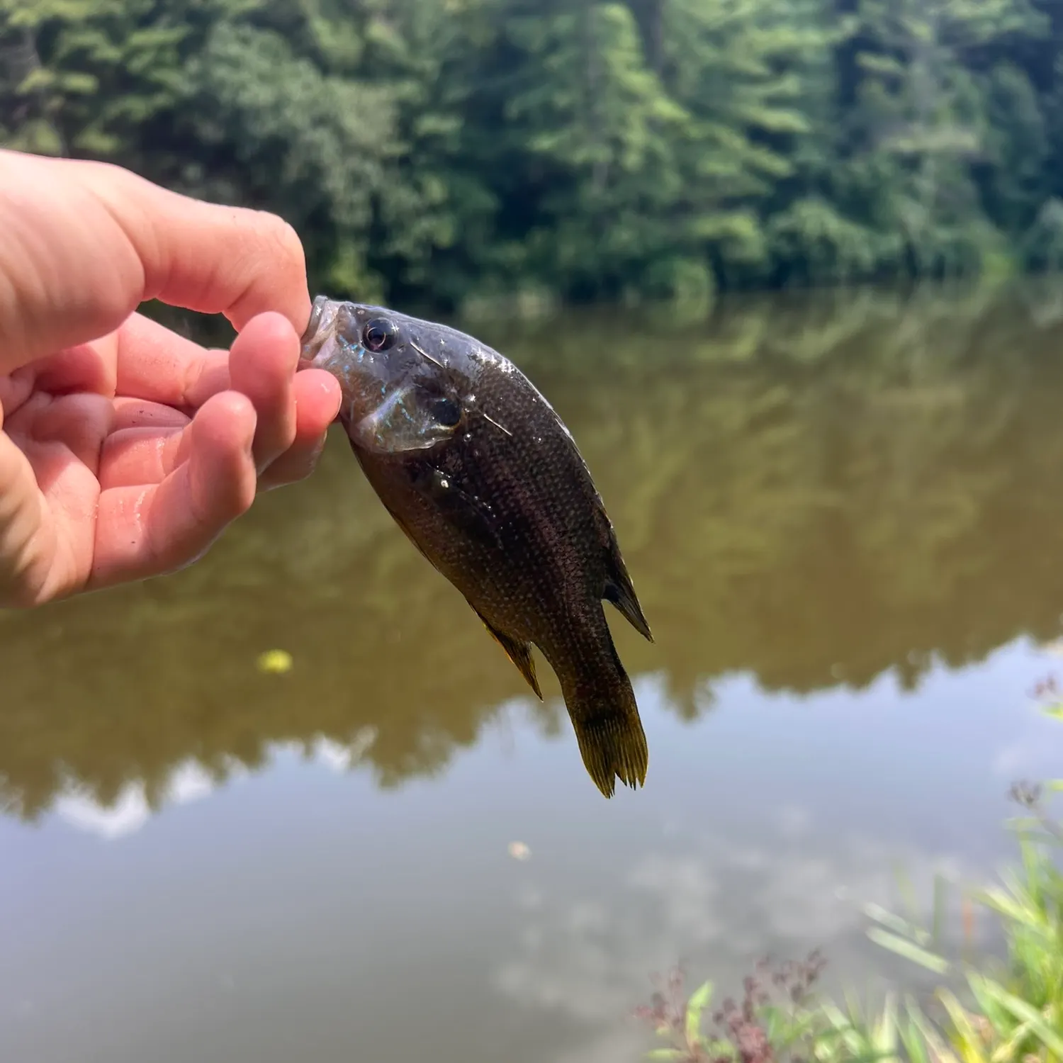 Green sunfish caught on Fishbrain