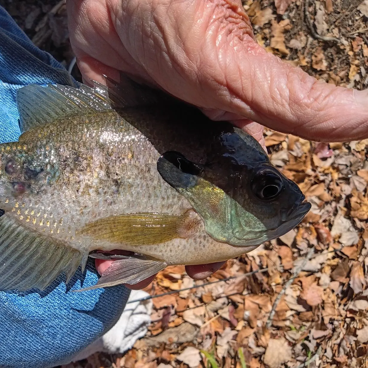 Bluegill caught on Fishbrain