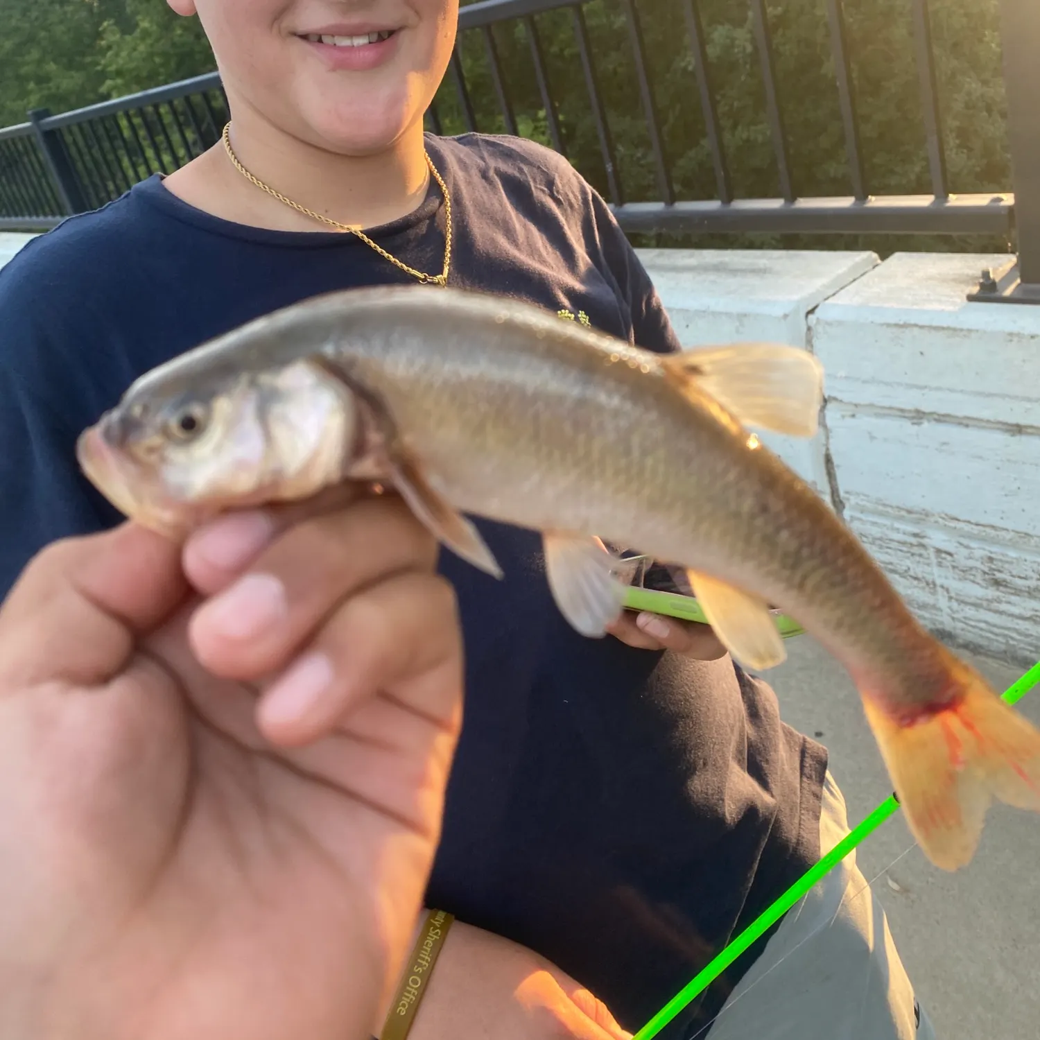 Striped shiner caught on Fishbrain