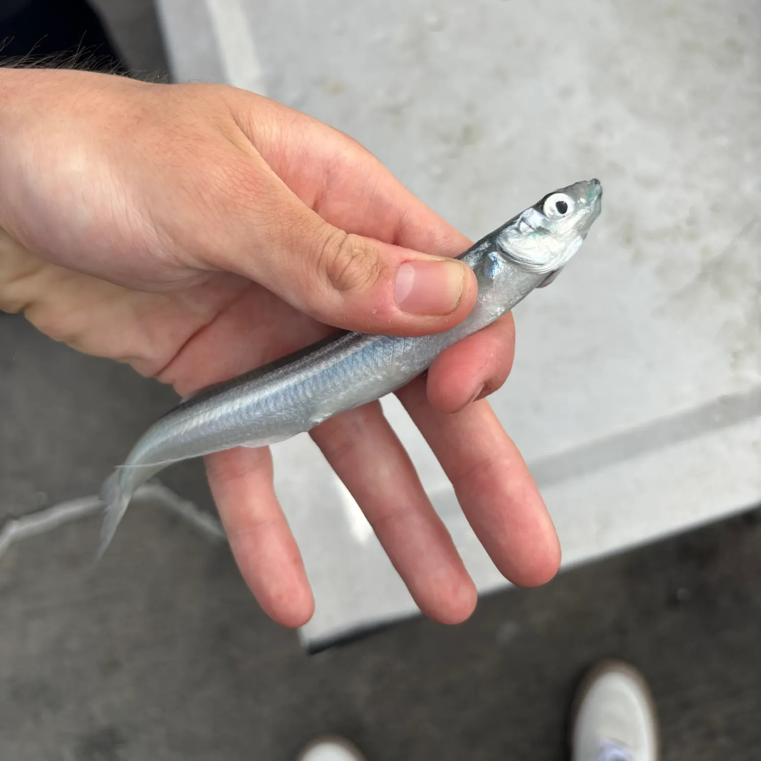 The most recent Topsmelt silverside catches on Fishbrain