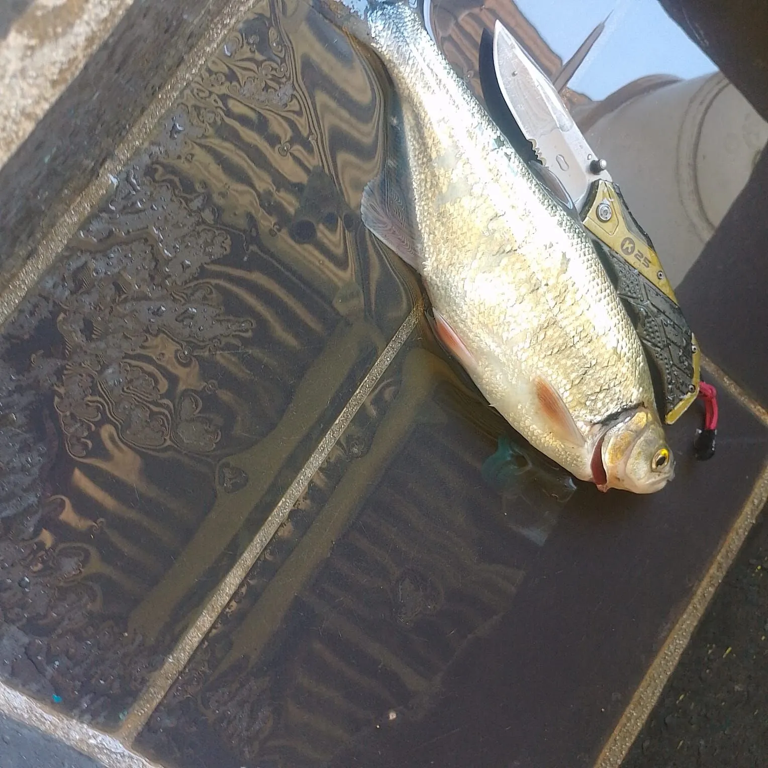 The most recent Machaca catches on Fishbrain