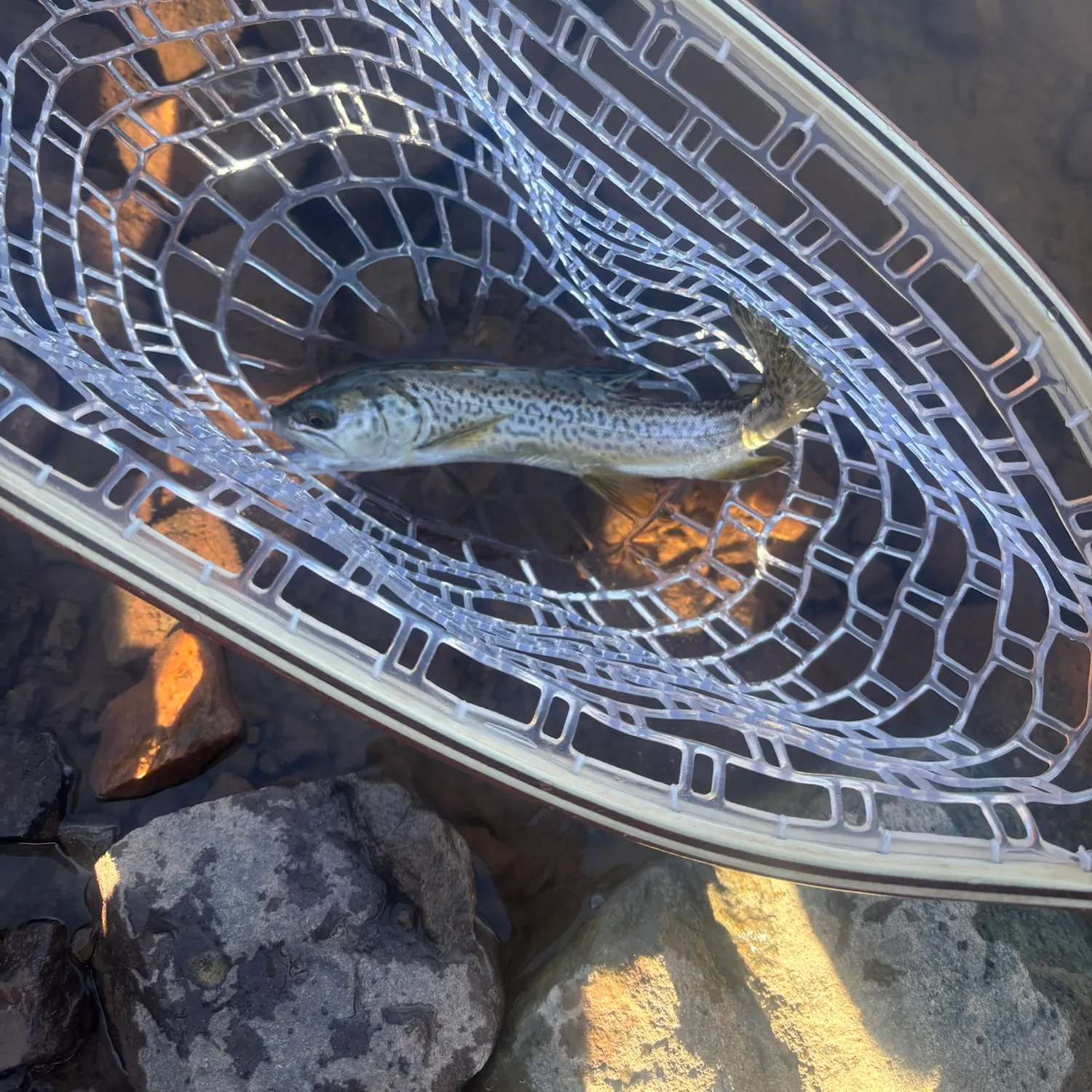 Tiger trout caught on Fishbrain
