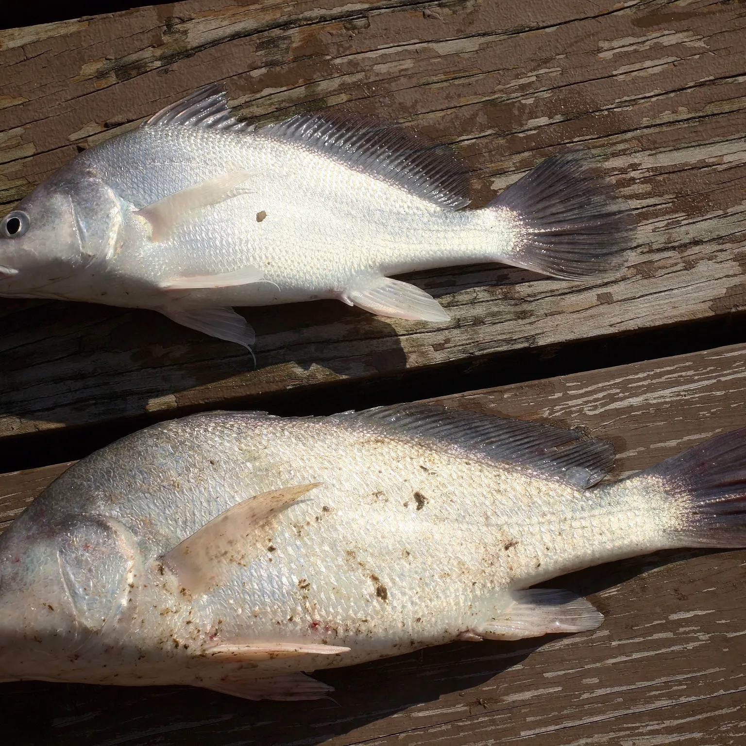 Freshwater drum caught on Fishbrain