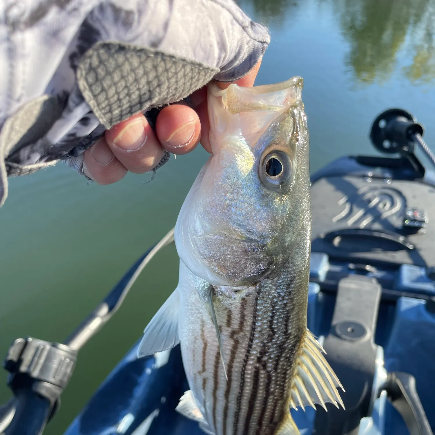 Striped bass caught on Fishbrain
