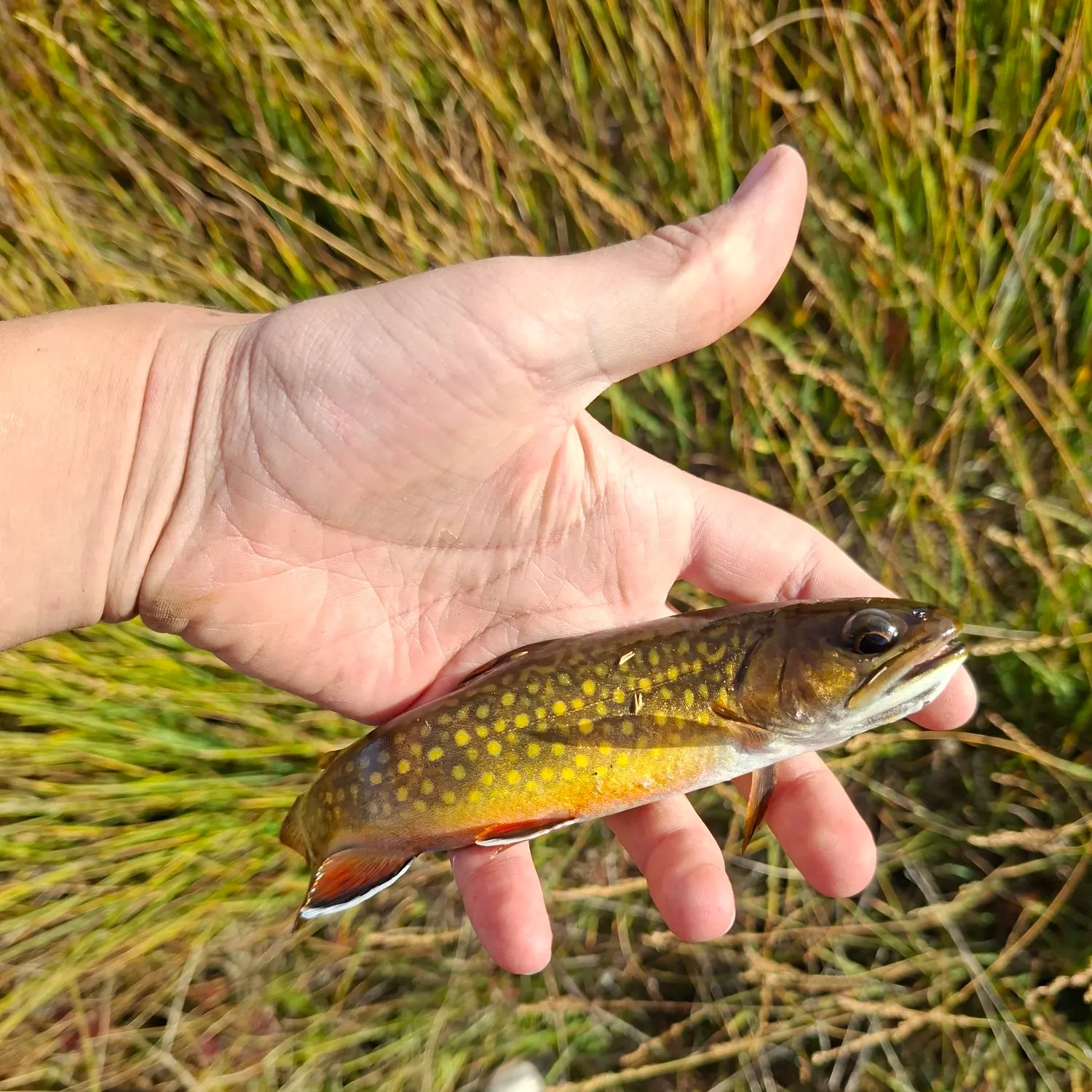 Brook trout caught on Fishbrain