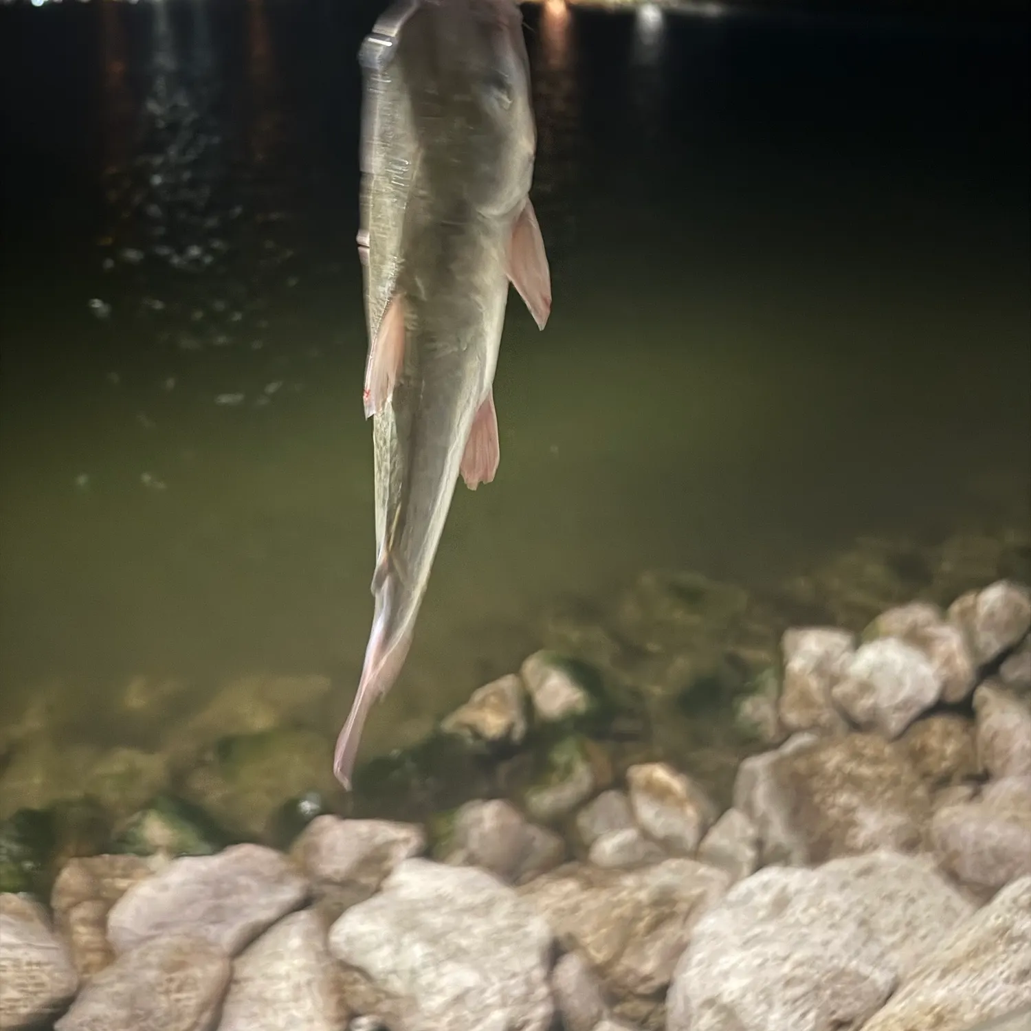 Hardhead sea catfish caught on Fishbrain