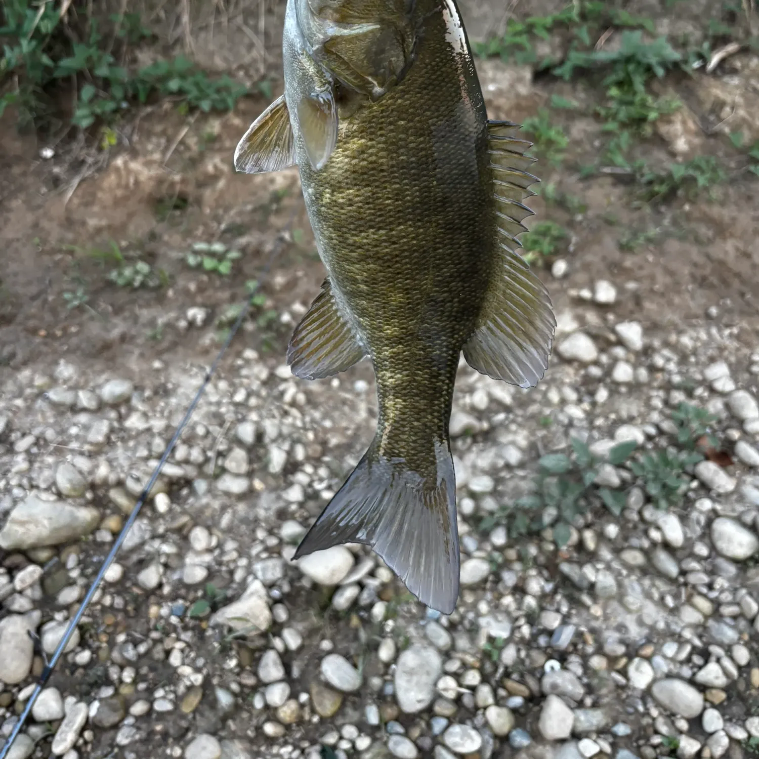 Smallmouth bass caught on Fishbrain