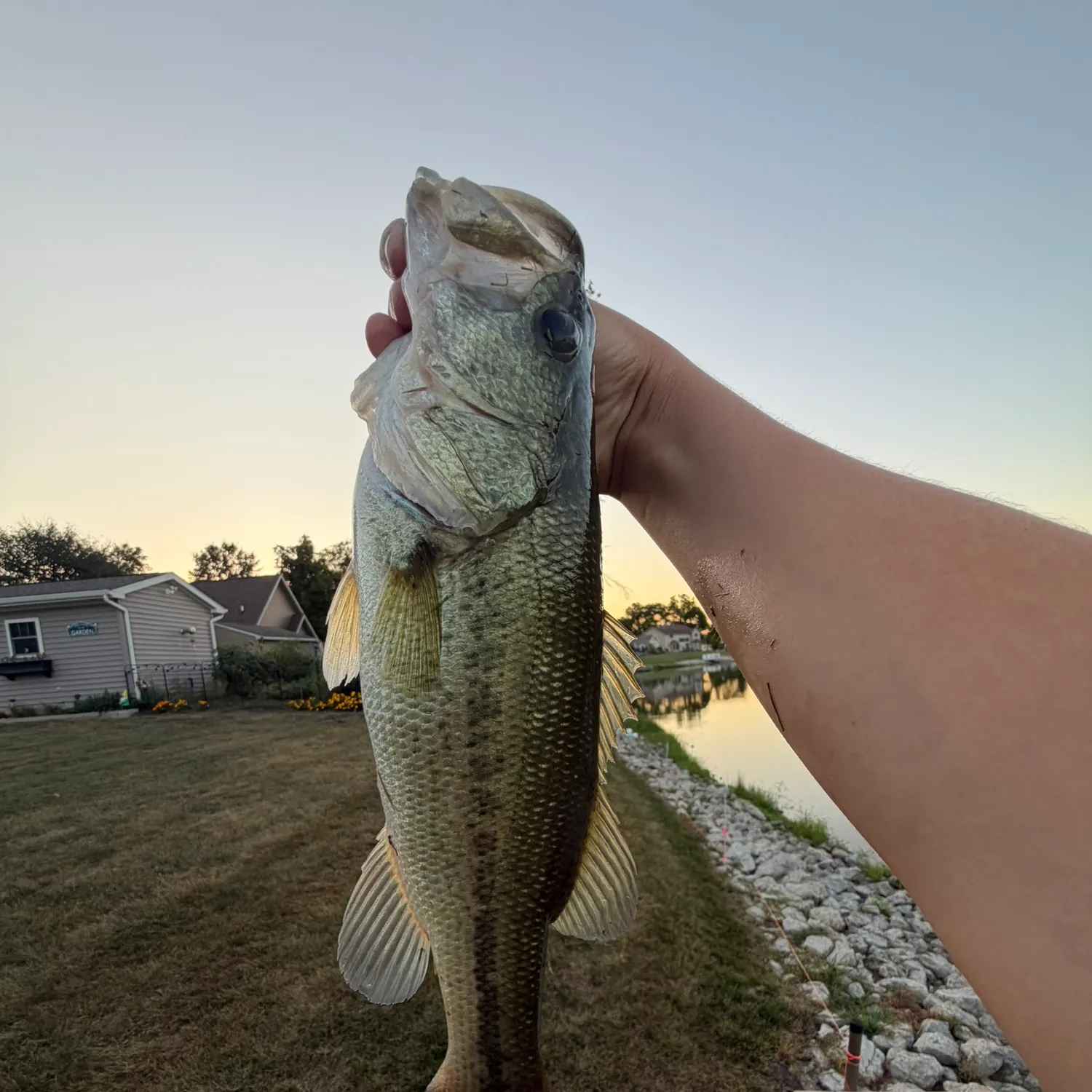 Largemouth bass caught on Fishbrain