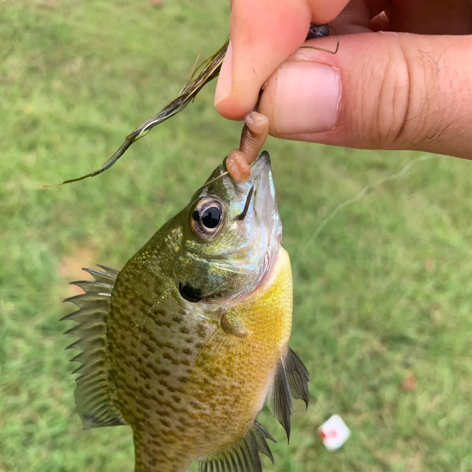 Bluegill caught on Fishbrain