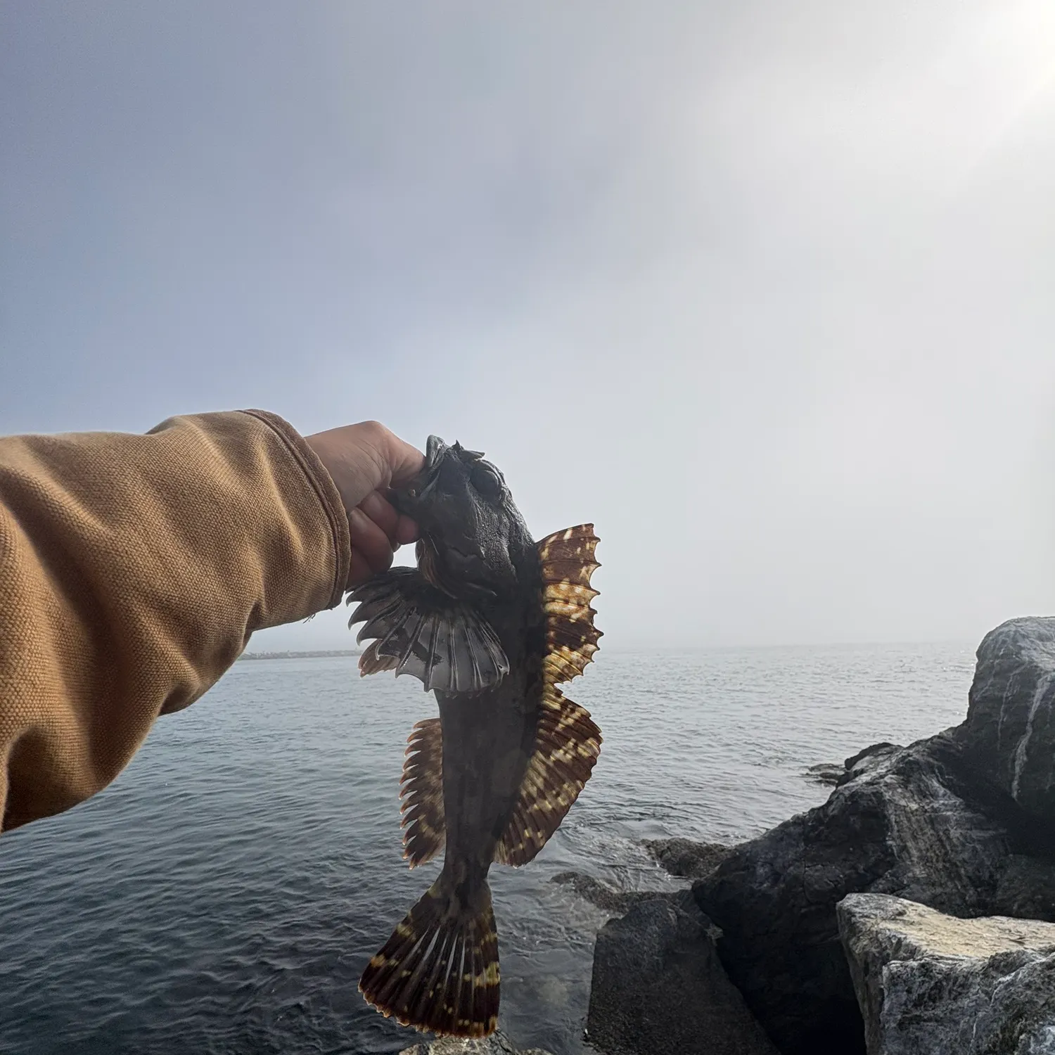 The most recent Cabezon catches on Fishbrain