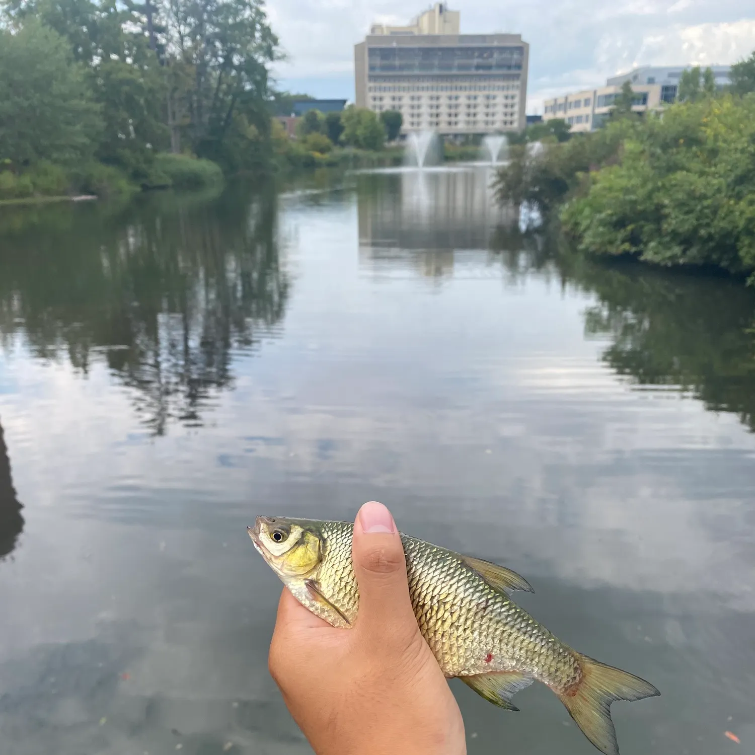 Golden shiner caught on Fishbrain
