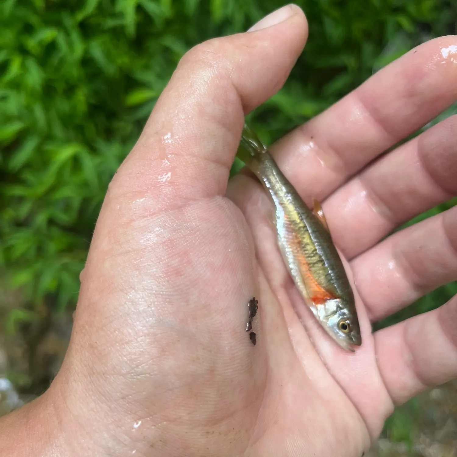 Creek chub caught on Fishbrain