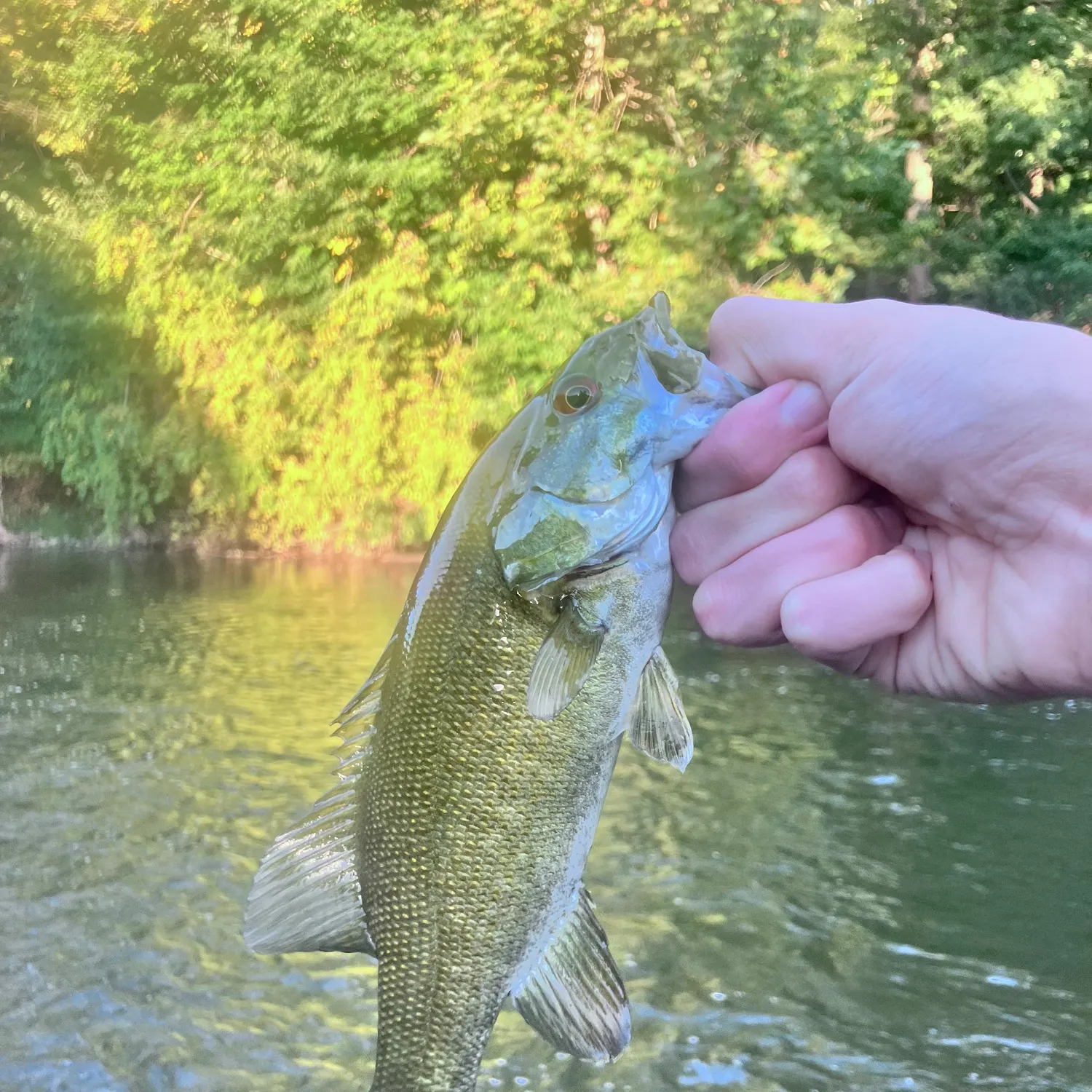 Smallmouth bass caught on Fishbrain