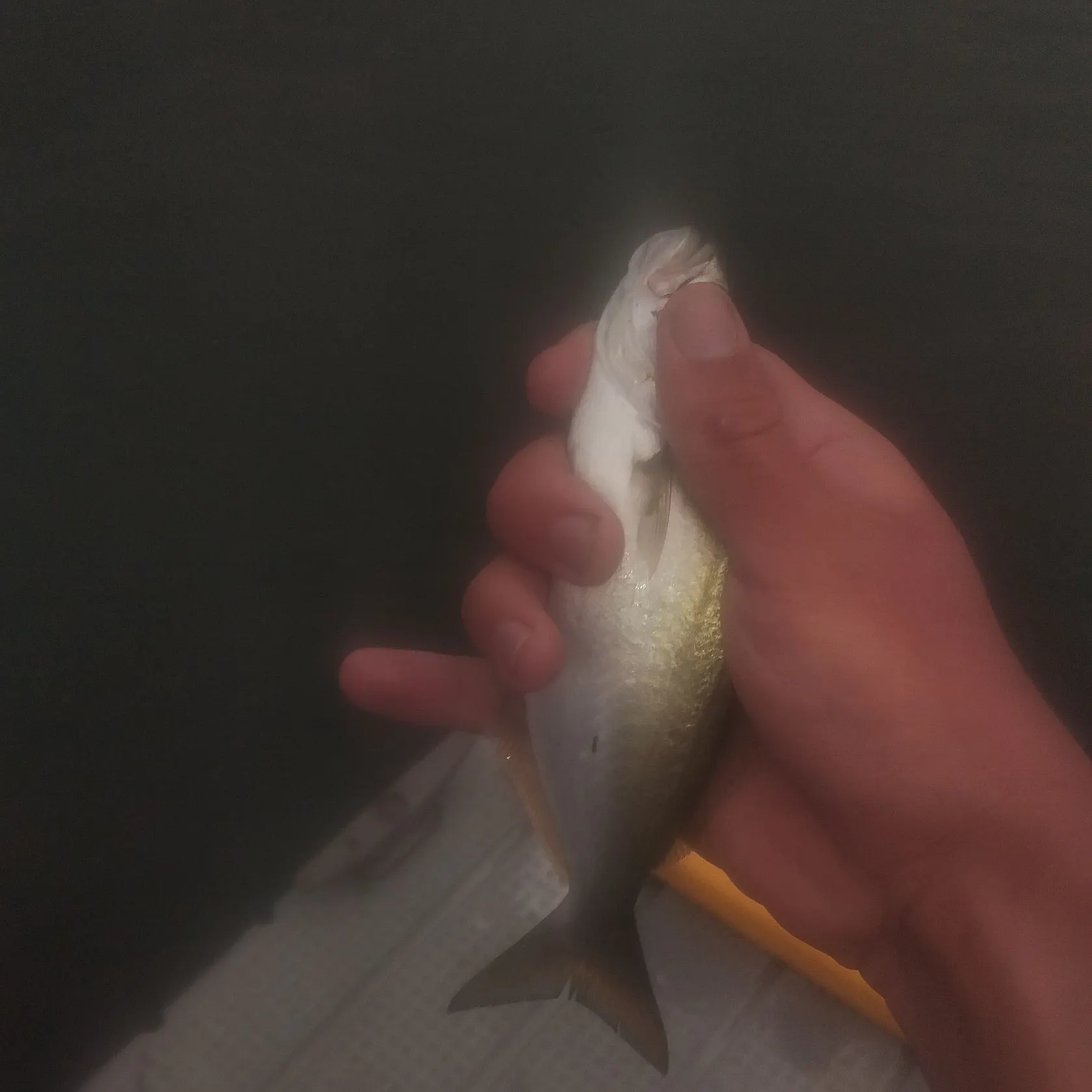 The most recent Bluefish catches on Fishbrain