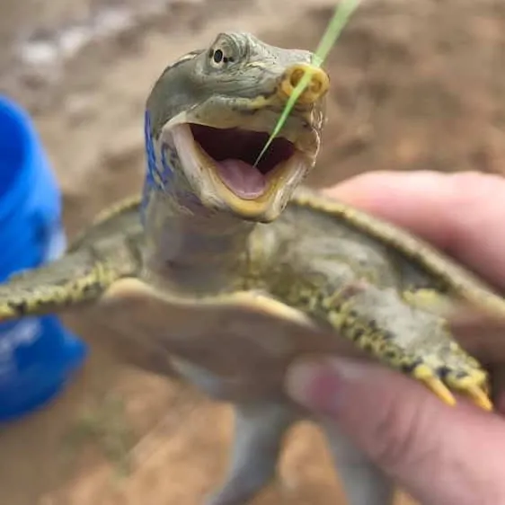 The most recent Spiny softshell turtle catches on Fishbrain