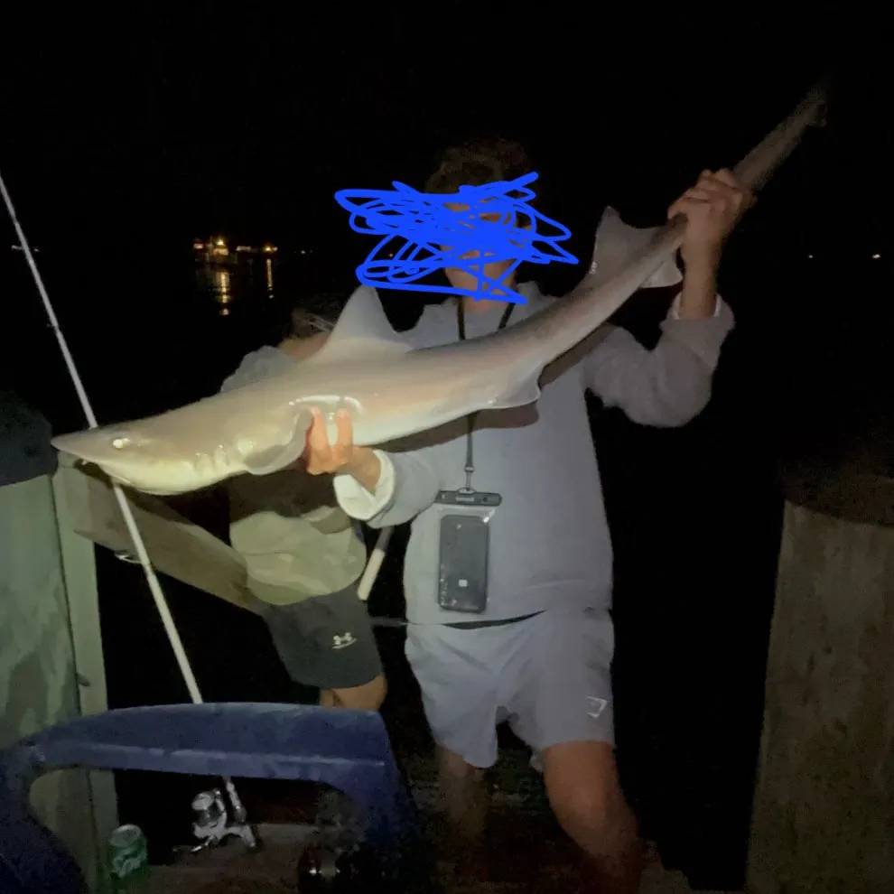 Dusky smooth-hound caught on Fishbrain