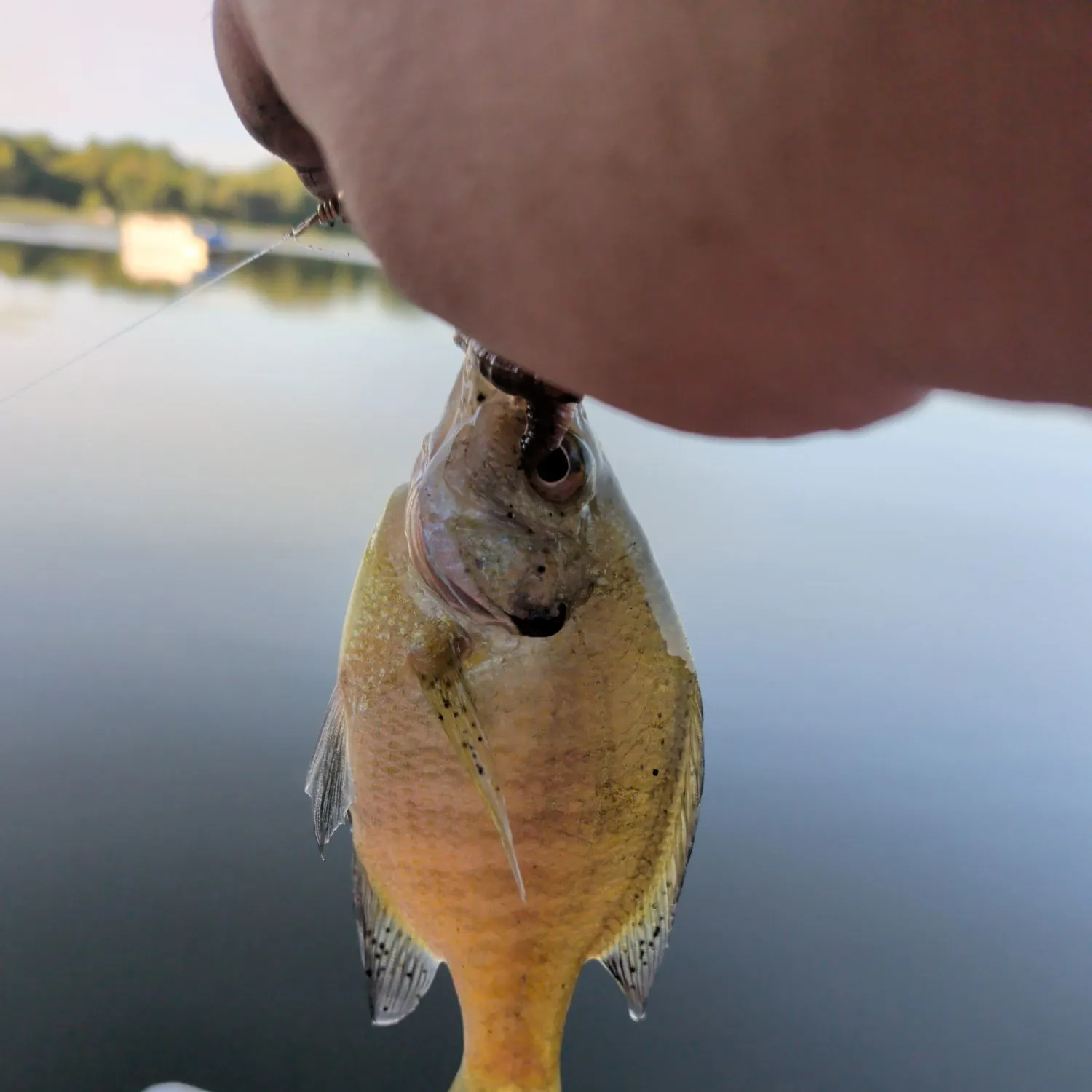 Bluegill caught on Fishbrain